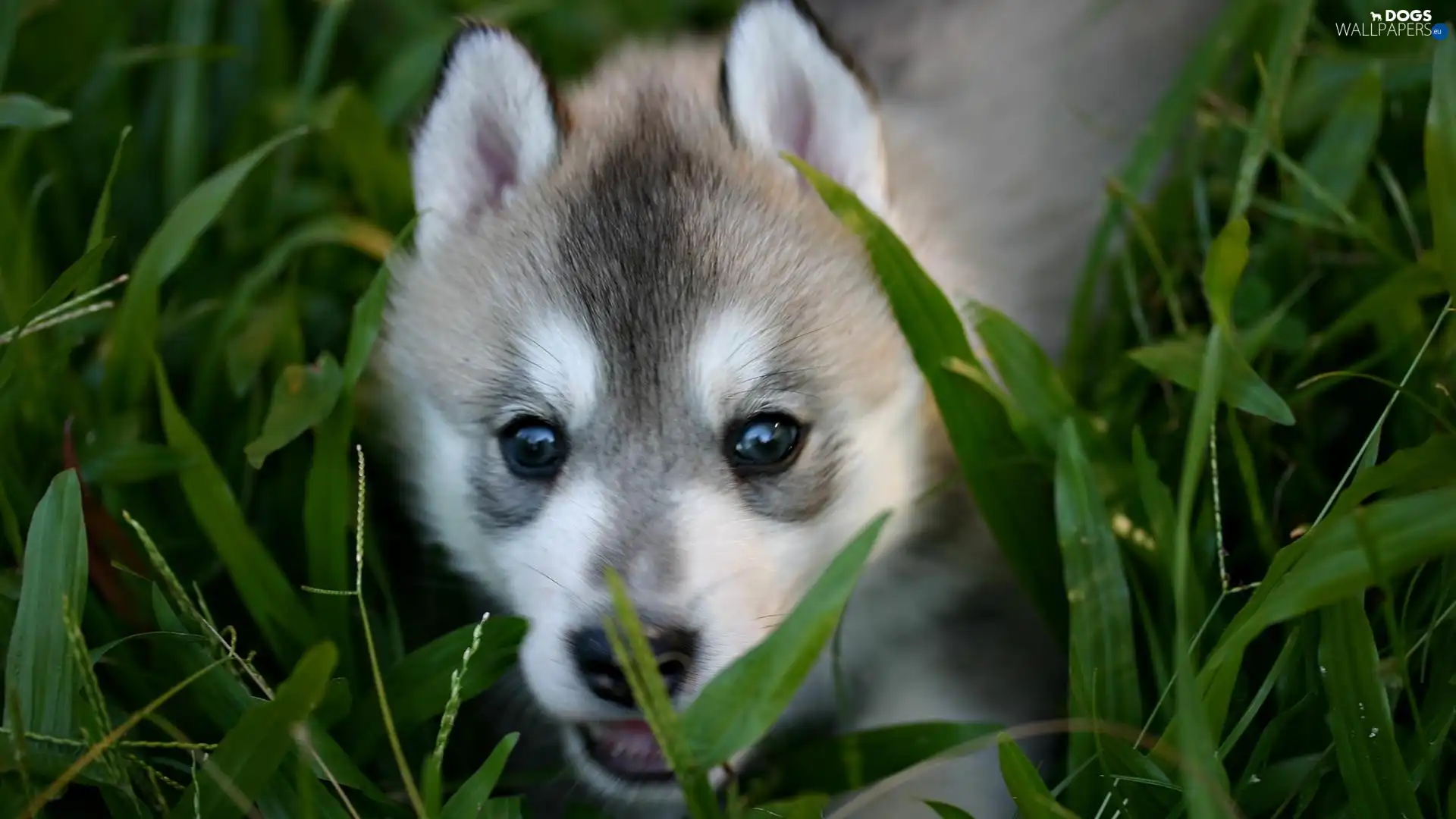 Puppy, Siberian Husky