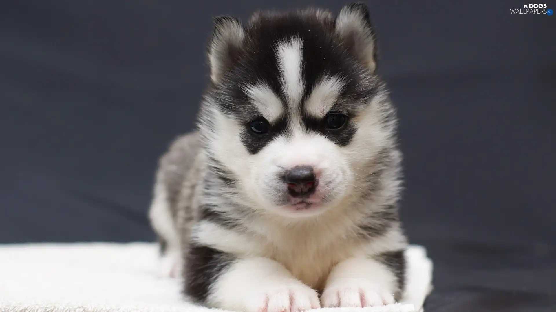 Puppy, Siberian Husky
