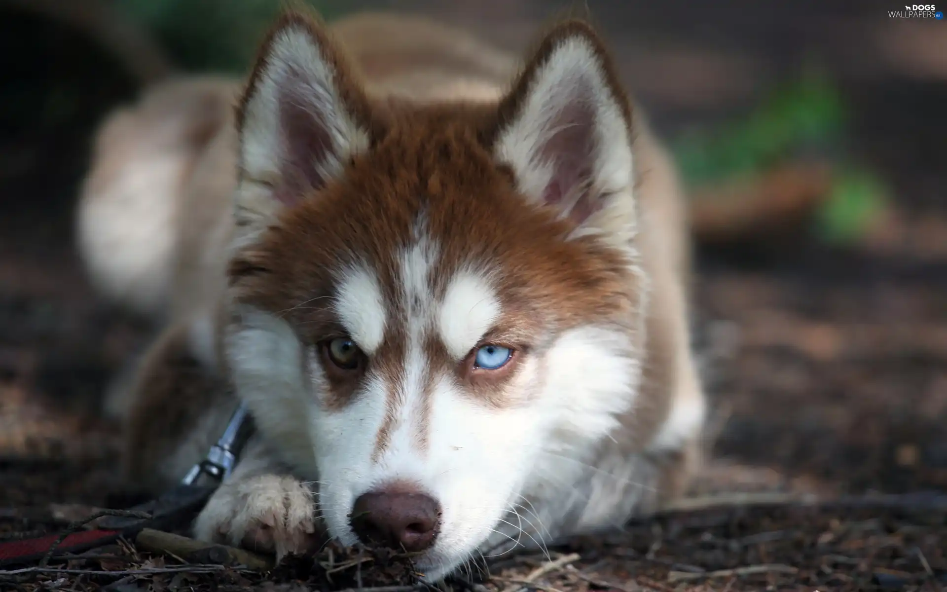 Puppy, Siberian Husky