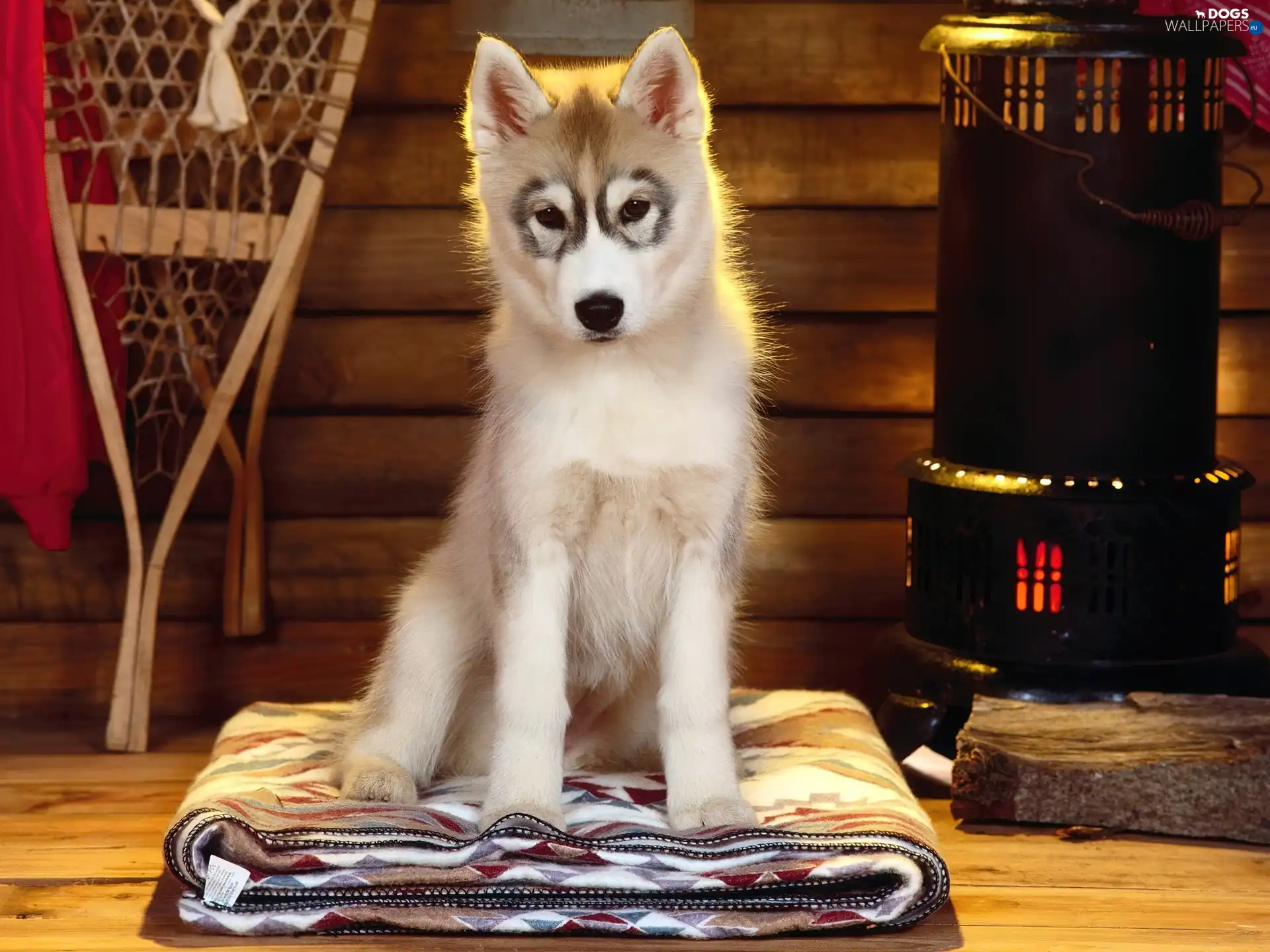 Puppy, Siberian Husky