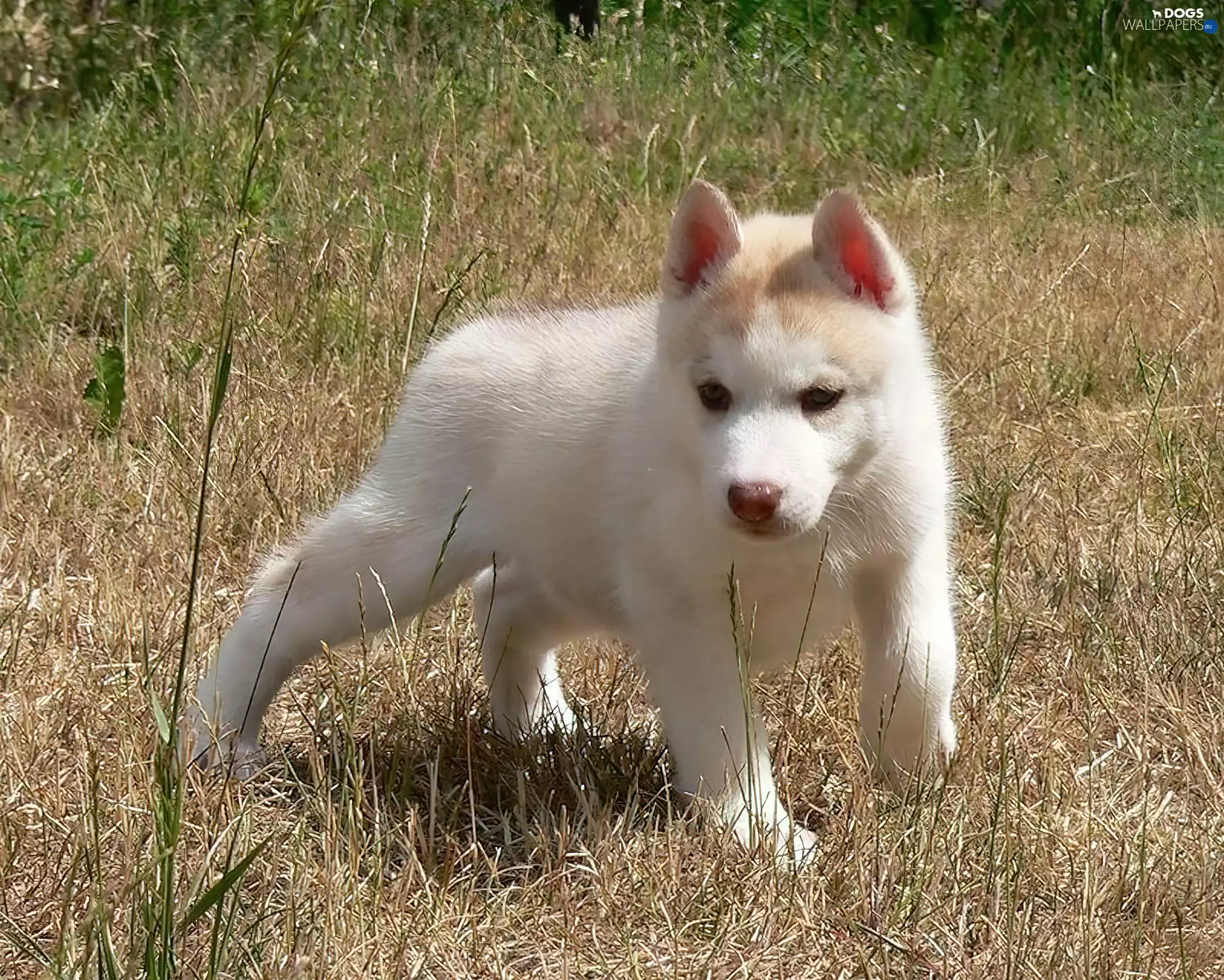 Siberian Husky, Puppy