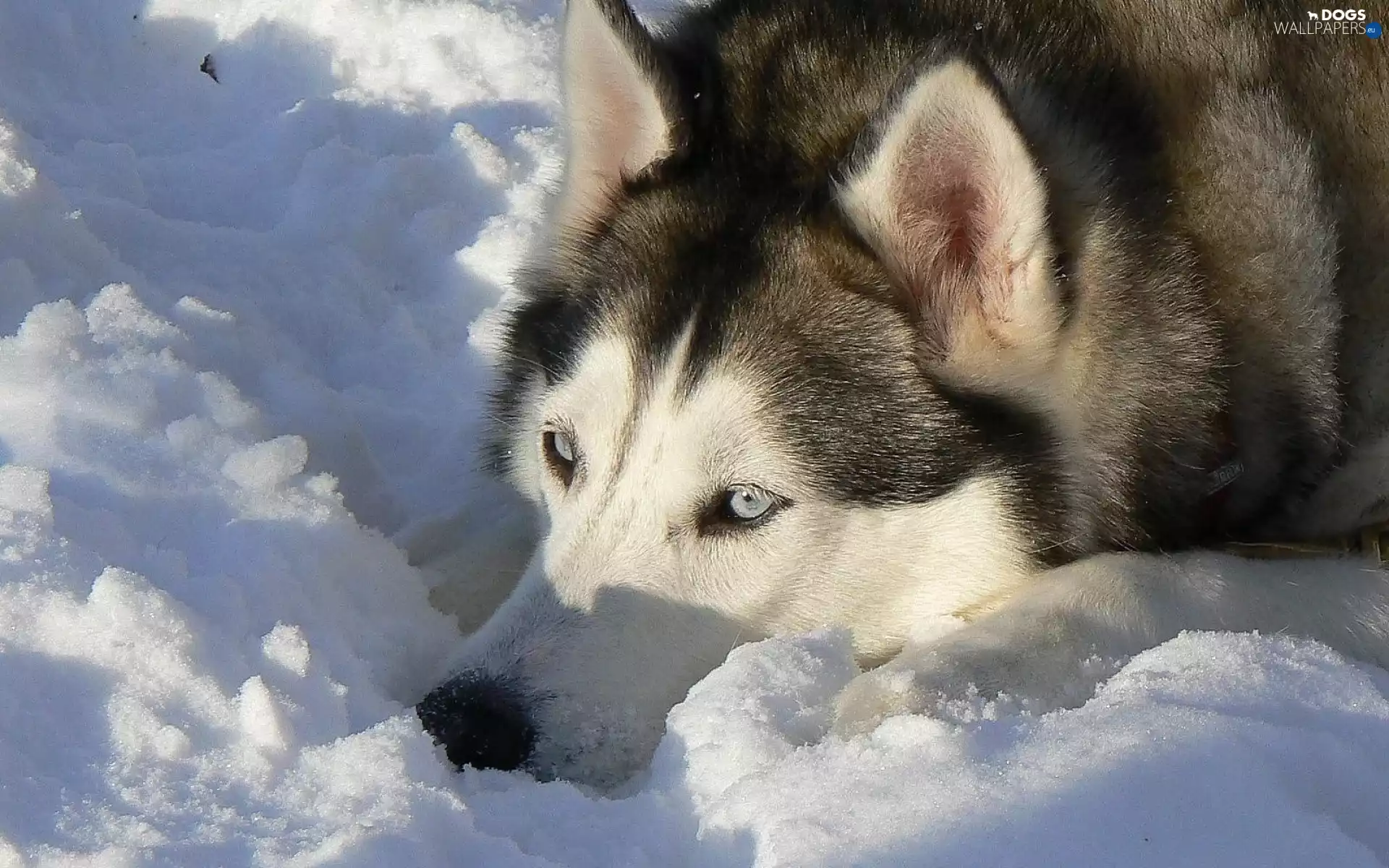 Siberian Husky, snow