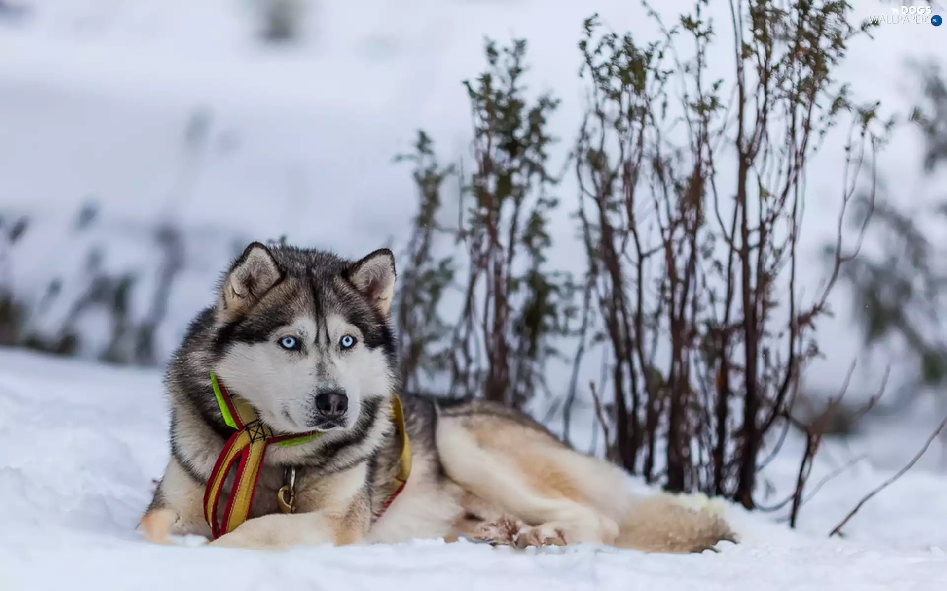 Siberian Husky, snow