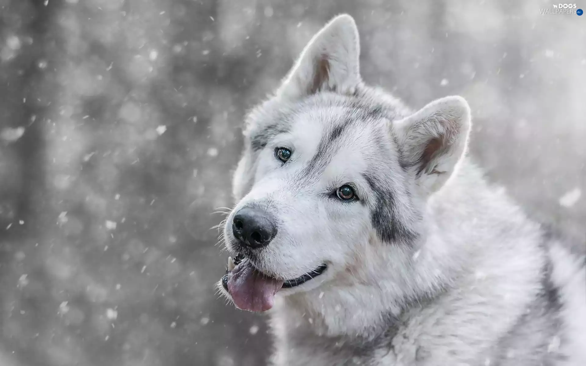 Siberian Husky, snow