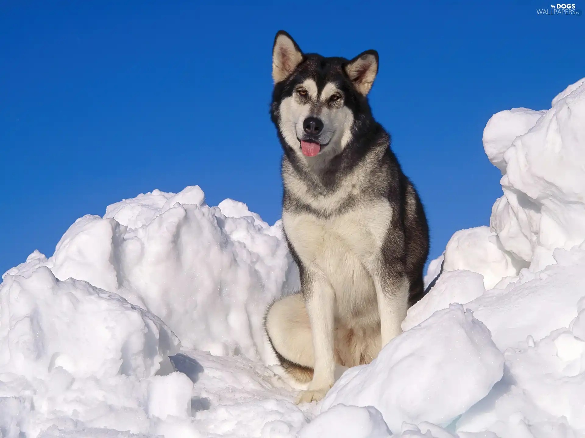 Siberian Husky, snow, doggy