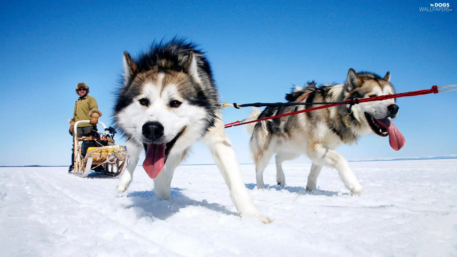 team, Siberian Husky