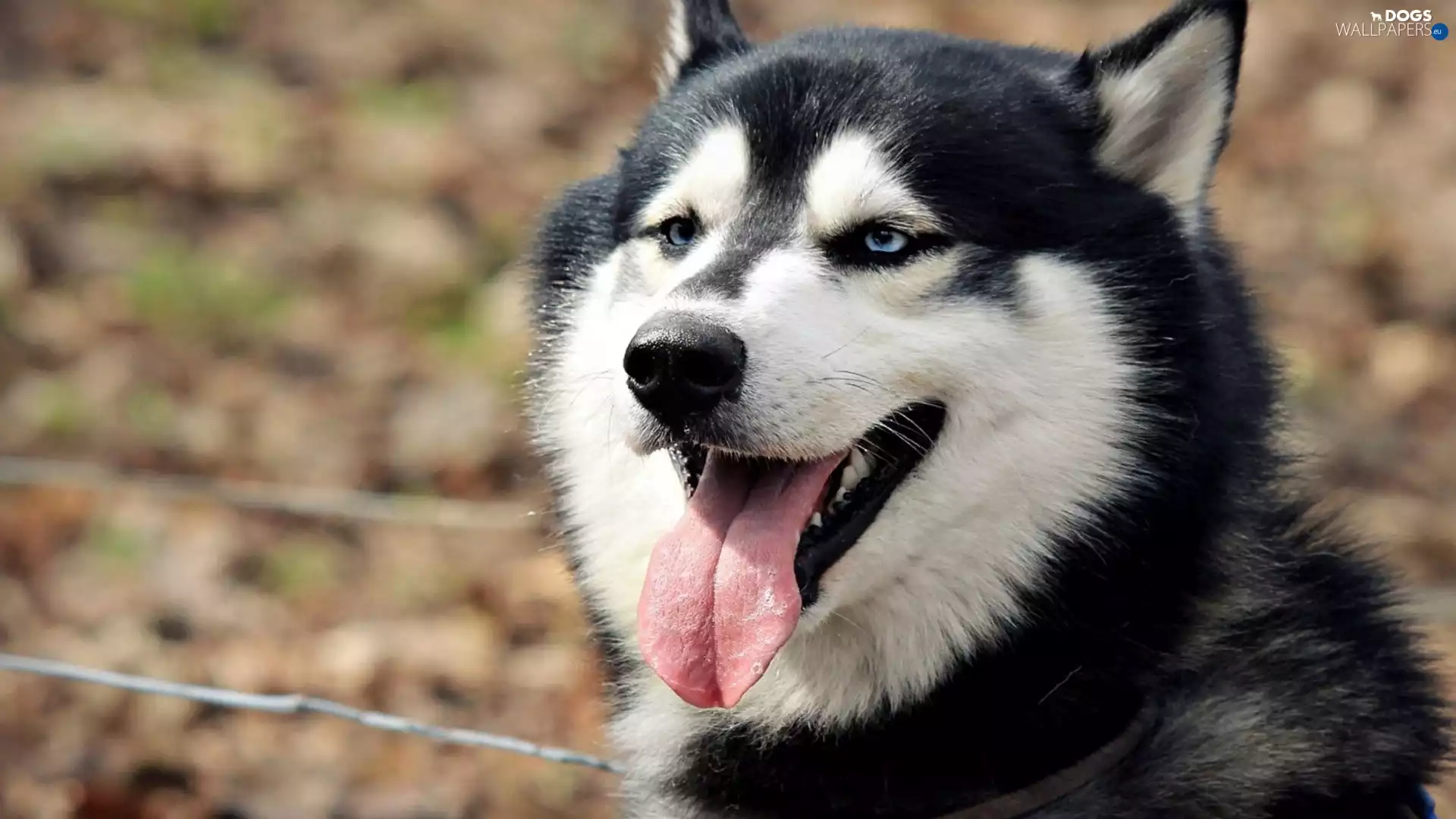 Siberian Husky, Tounge