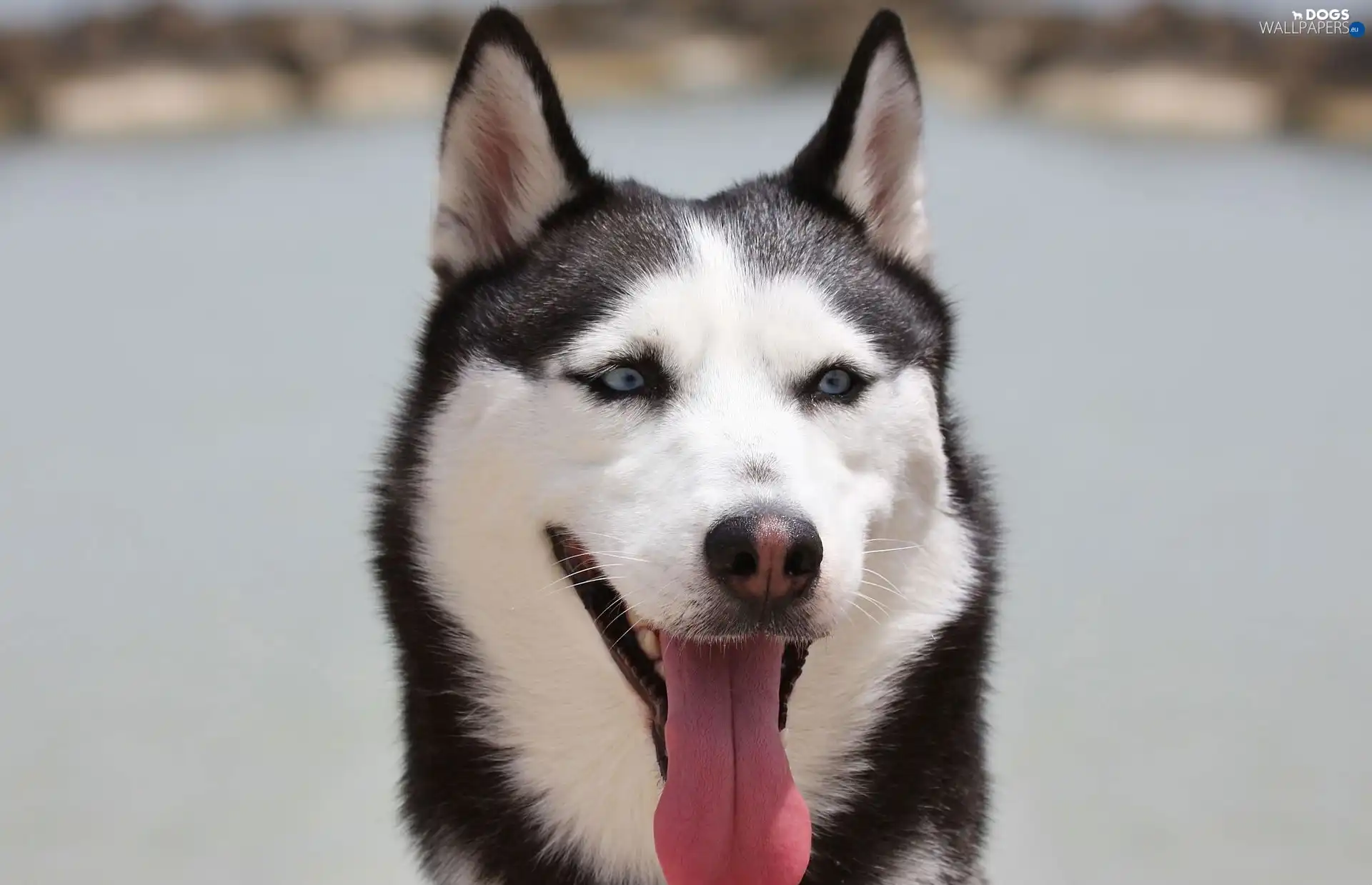 Tounge, Siberian Husky