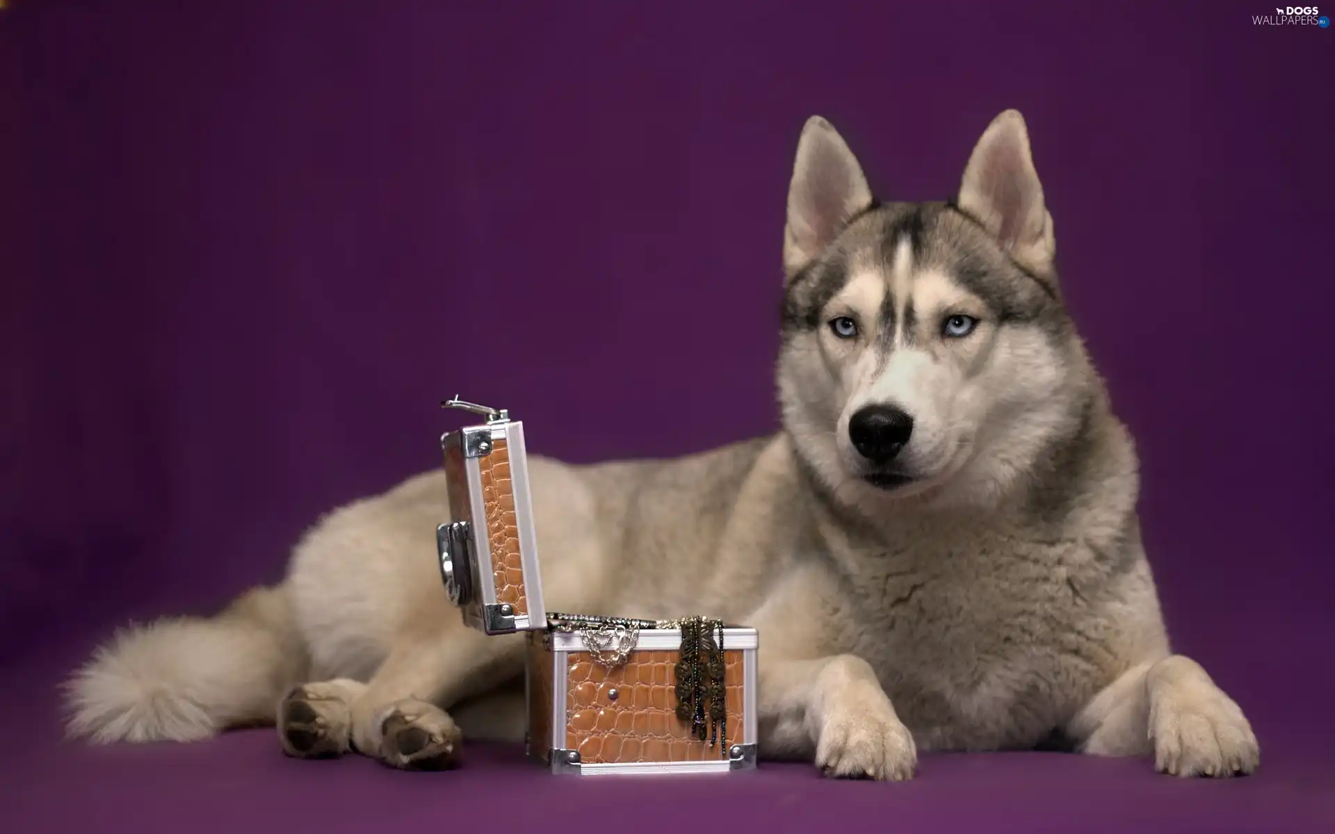 trunk, Siberian Husky