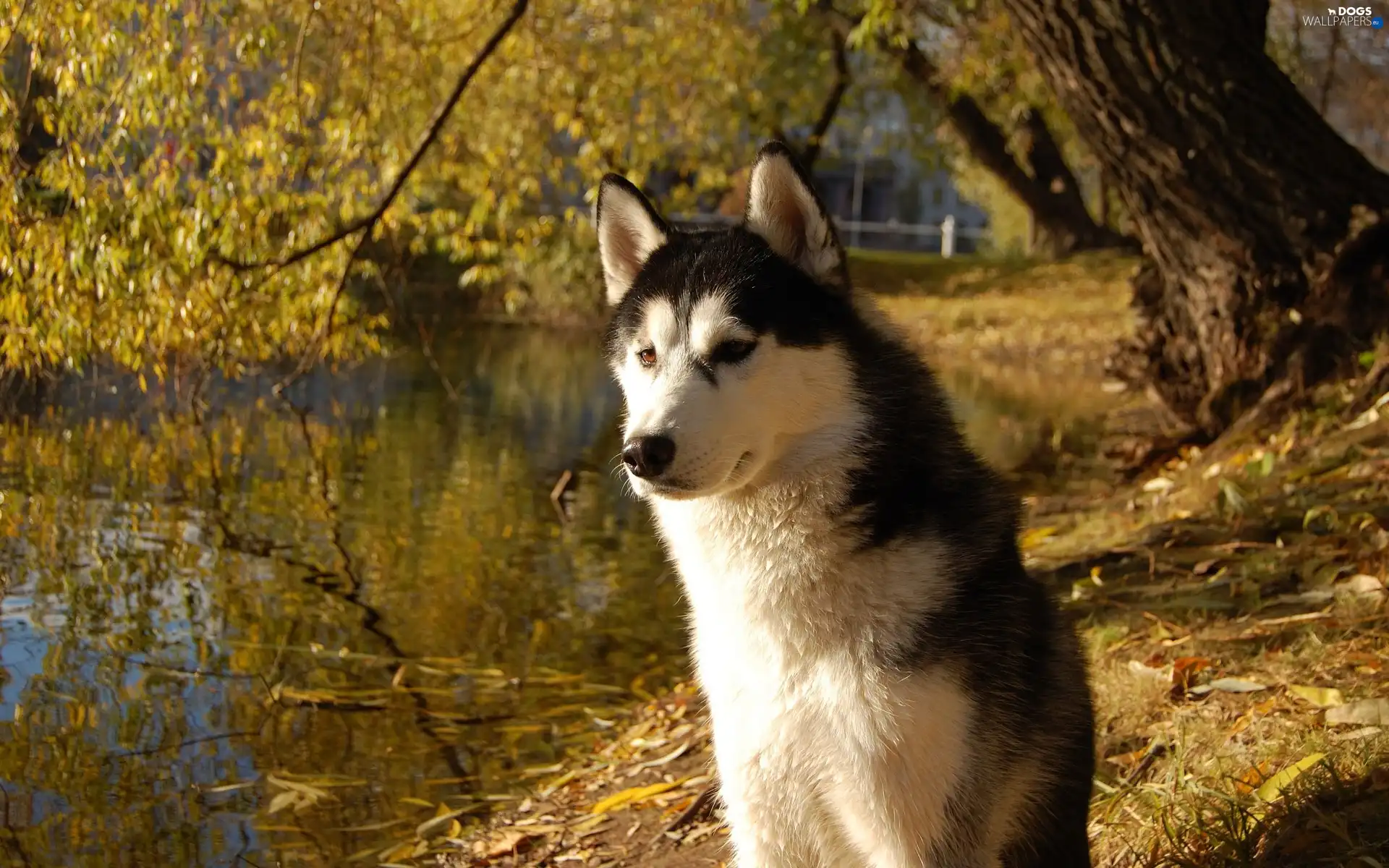 water, Siberian Husky