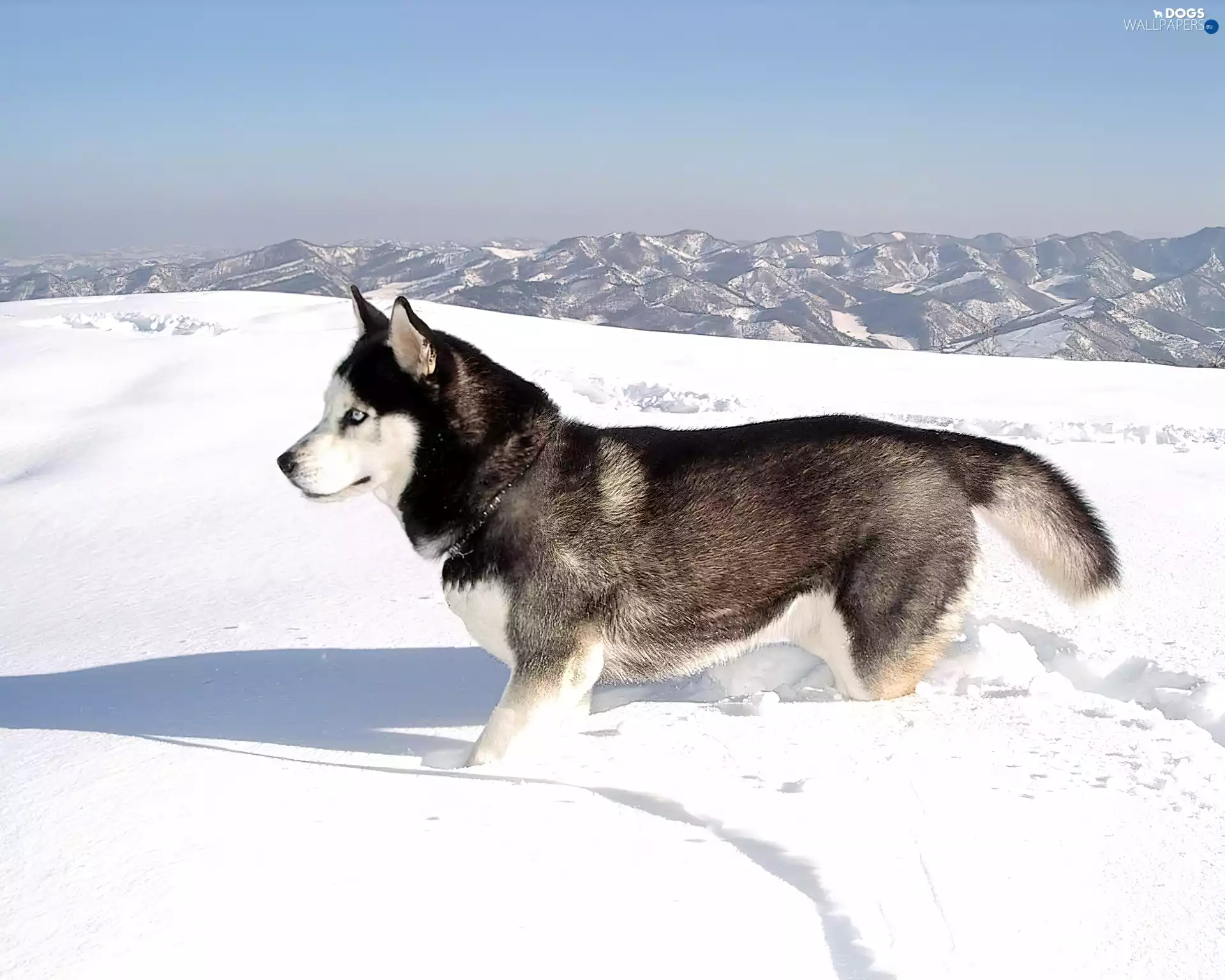 Siberian Husky, winter