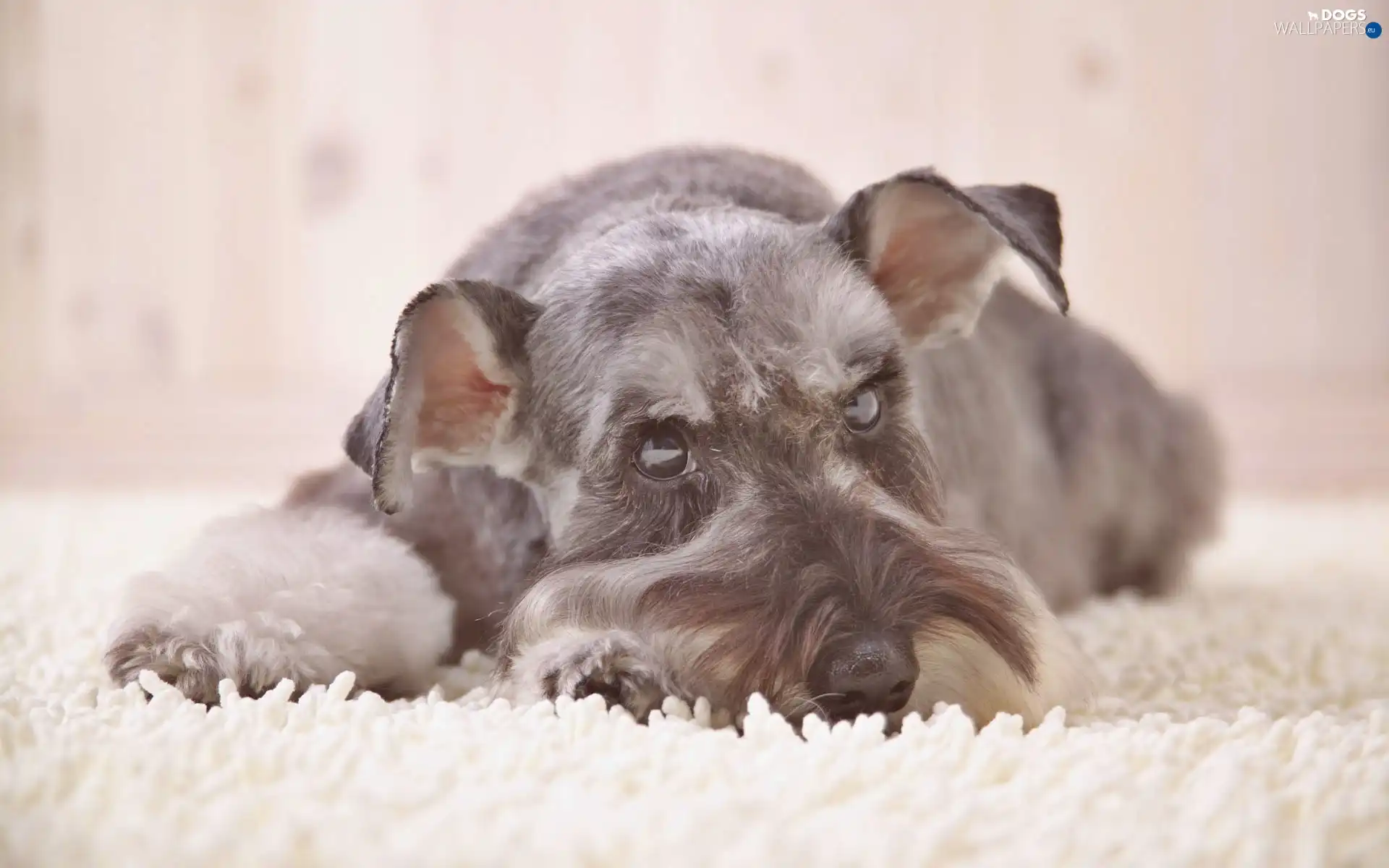 silver, Schnauzer