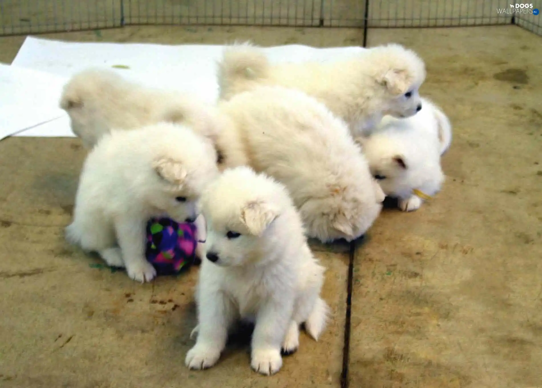 Samojed, six puppies