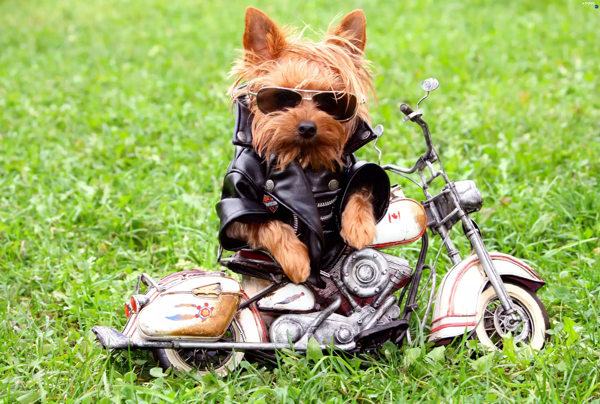 Motorbike, skin, dog, Glasses, Motorcyclist
