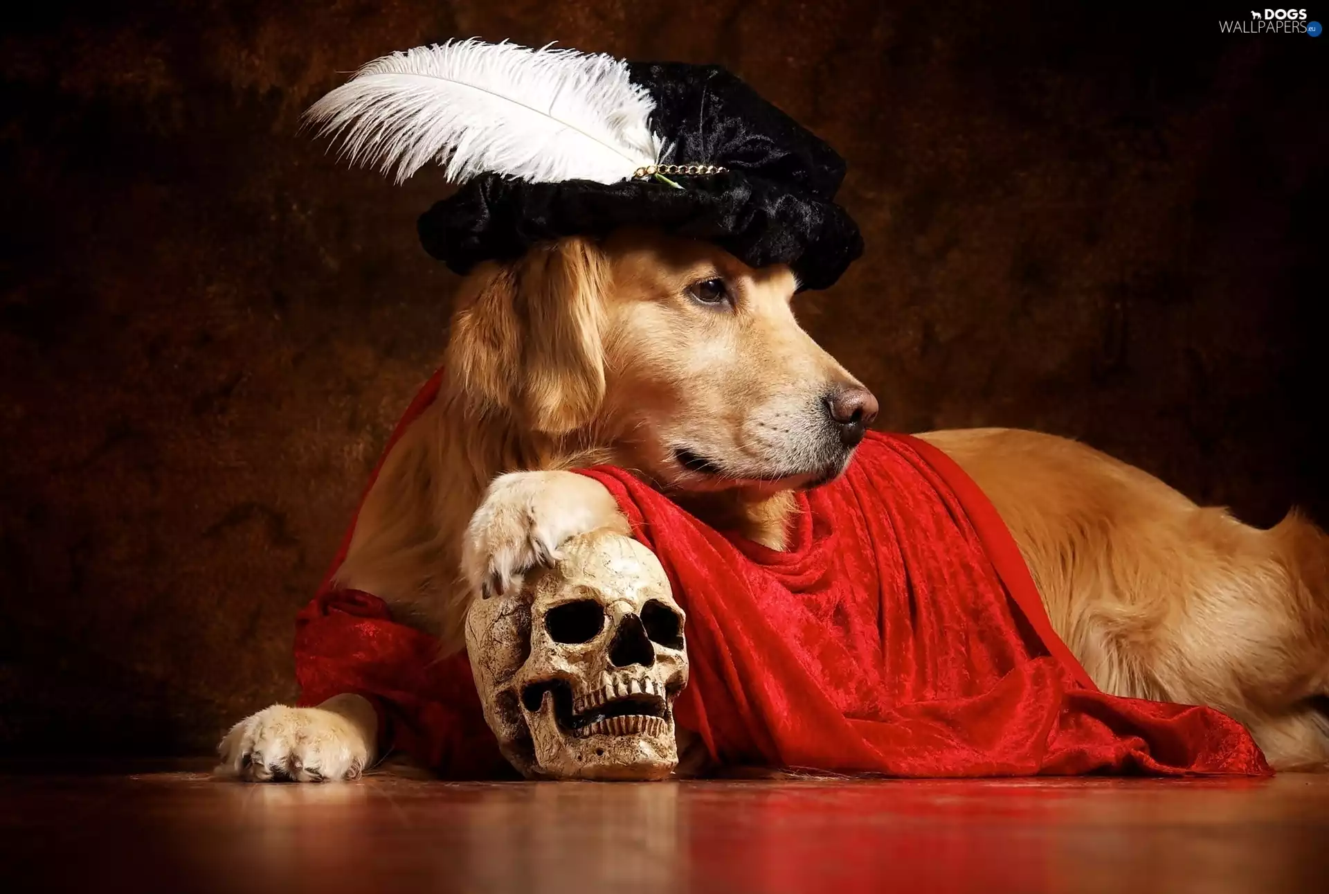 pen, Golden Retriever, skull, Hat, dog