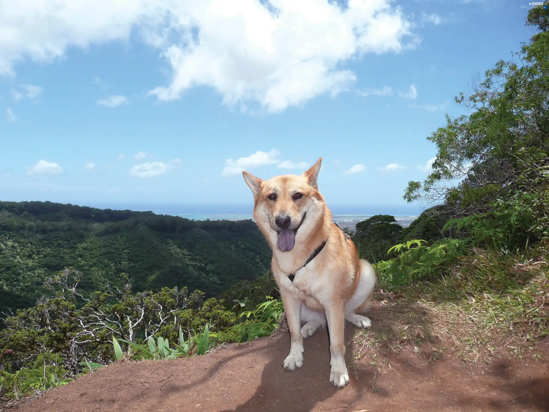 Blue, Sky, Jindo