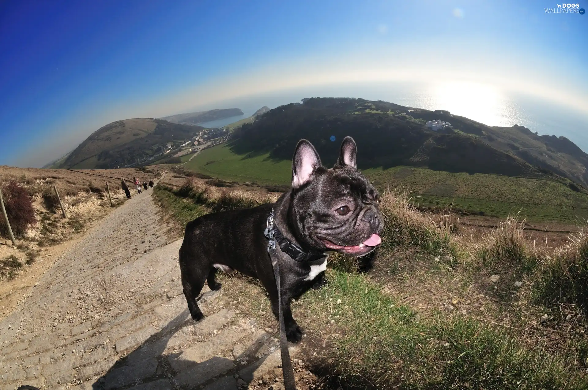 Sky, grass, French Bulldog, Way