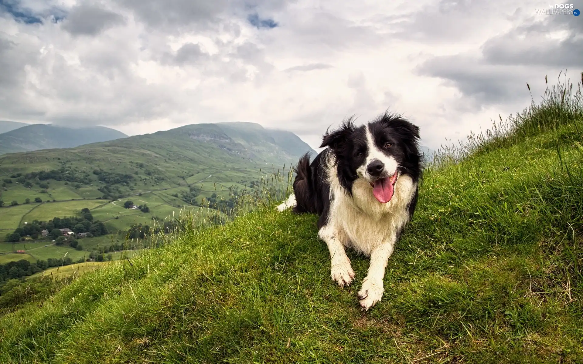 Sky, Clouds, Border Collie, Mountains