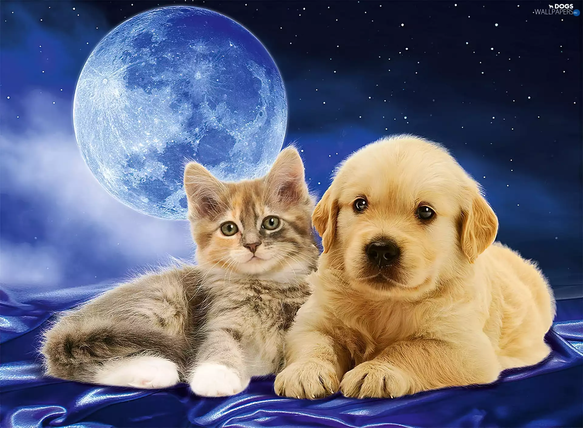 Golden Retriever, dog, Sky, star, cat, Puppy