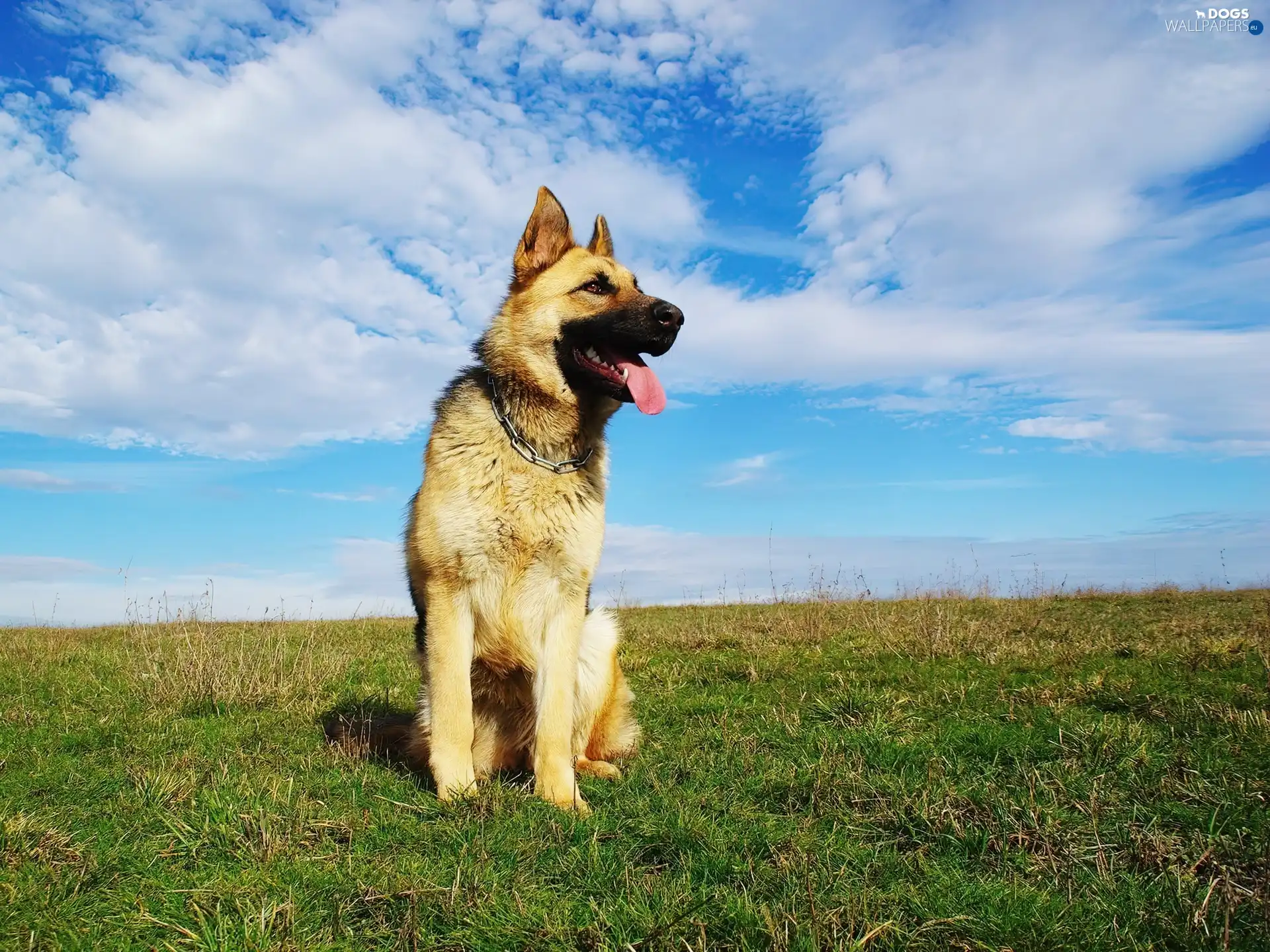 Sky, grass, sheep-dog, Tounge