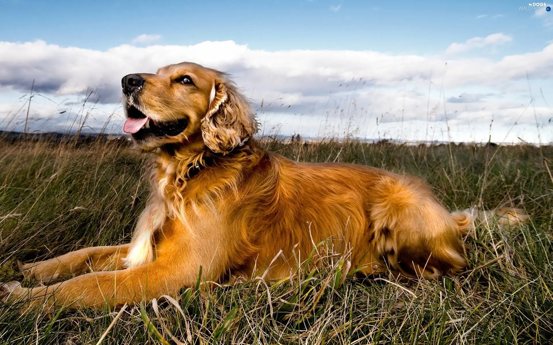 Sky, grass, dog, clouds, Golden Retriever