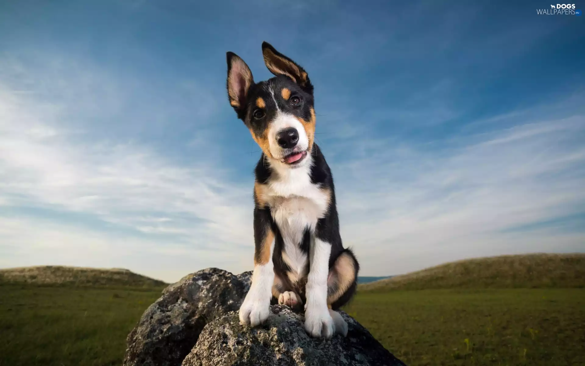 Meadow, Sky, Puppy, Stone, dog
