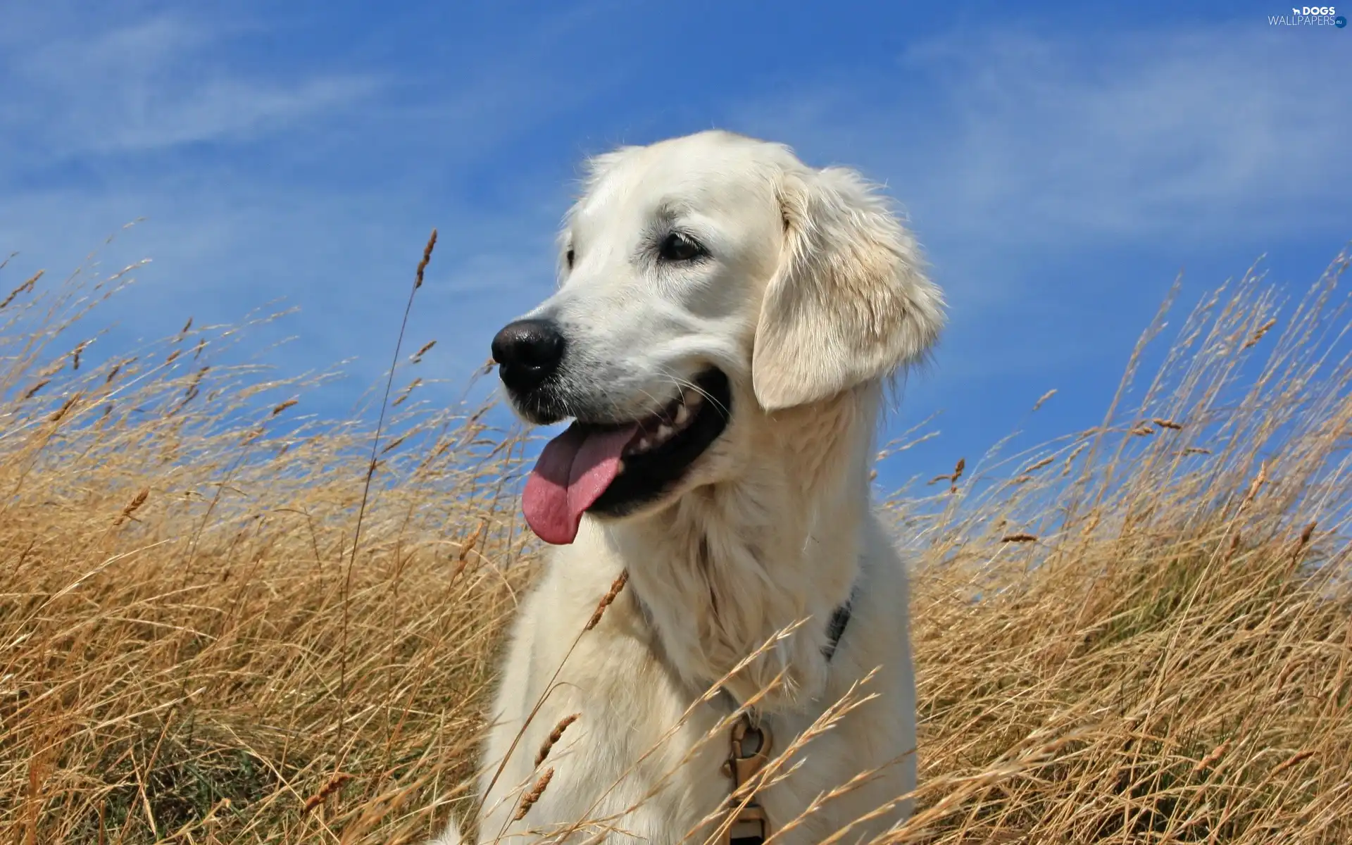 Sky, Golden Retriever, grass