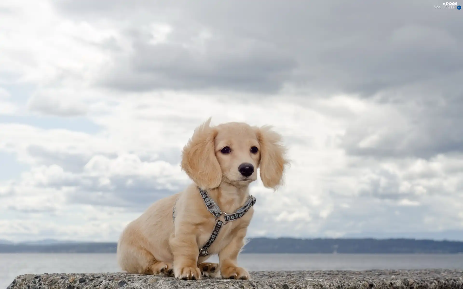 water, Sky, dachshund