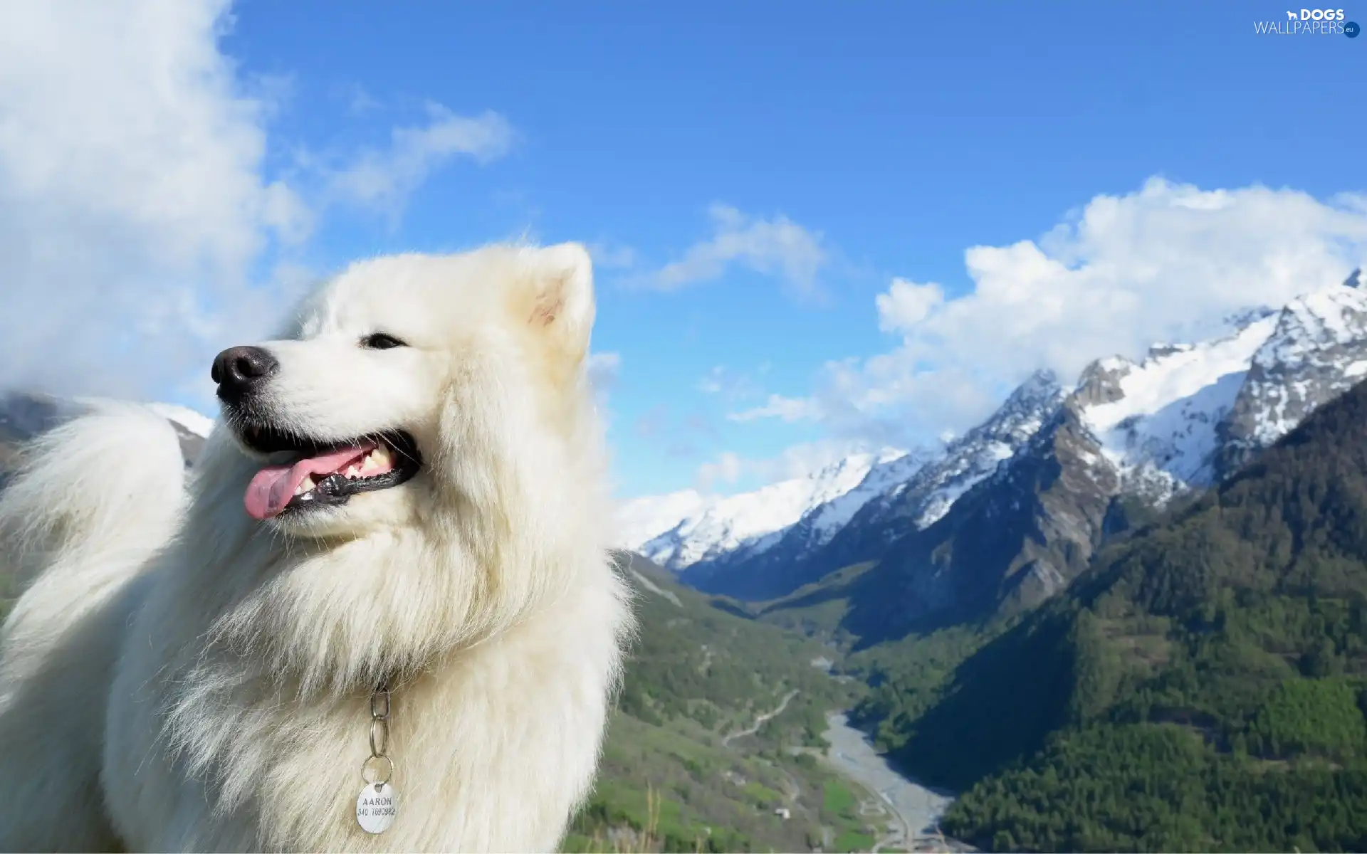 Sky, Mountains, White, dog