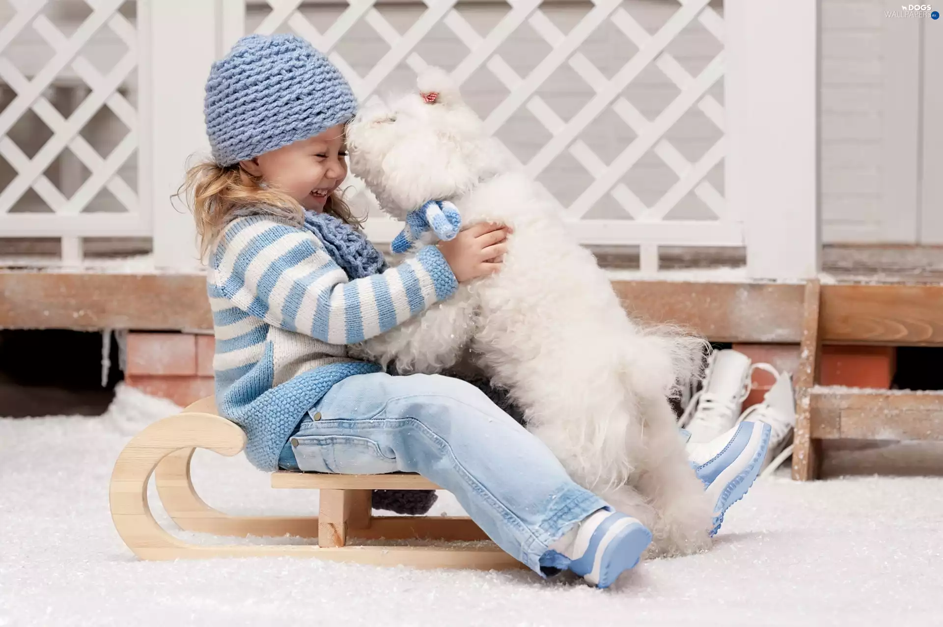 girl, sledge, Miniature Poodle, joy