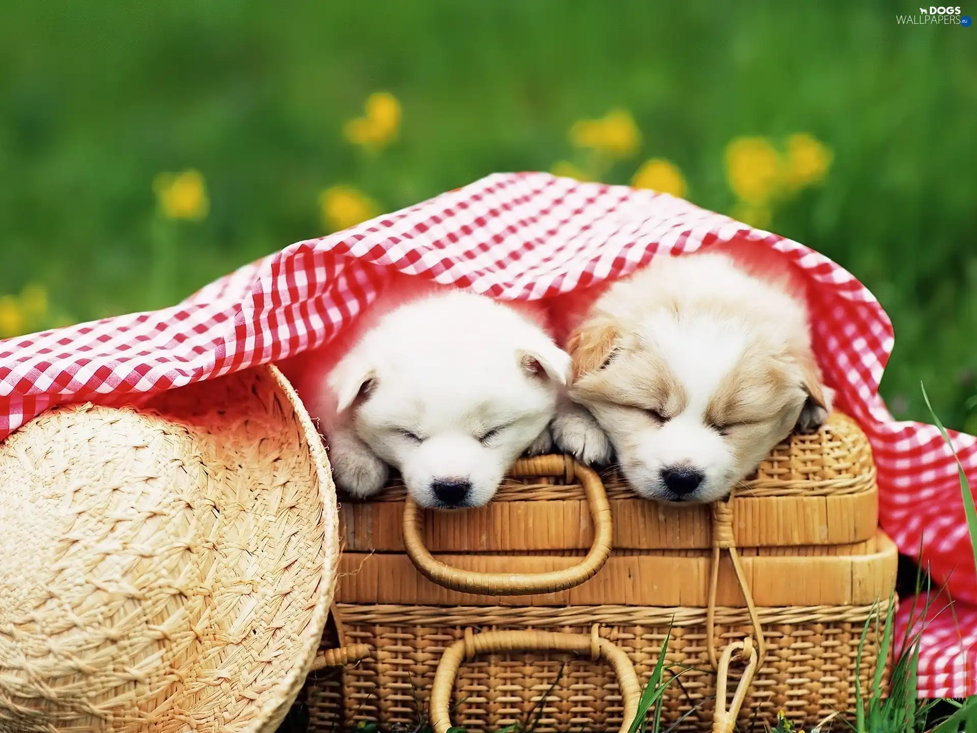 Sleeping, Two cars, basket, Puppies, Hat
