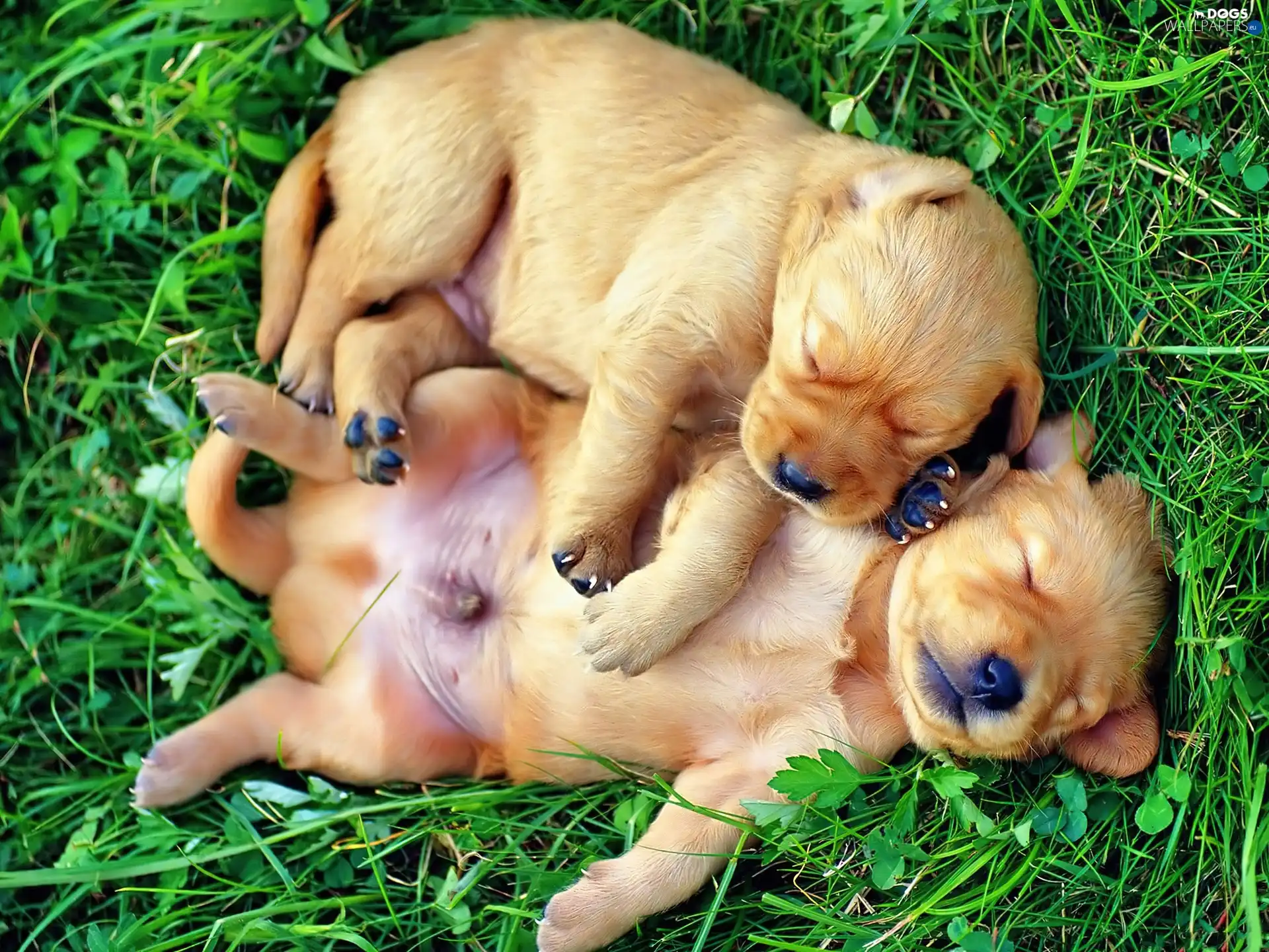 puppies, Sleeping, Two cars, grass, little doggies