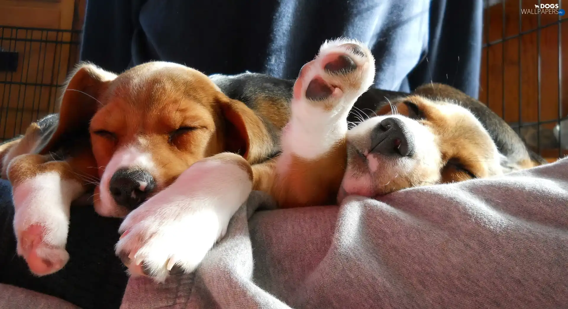 Sleeping, puppies, Two cars