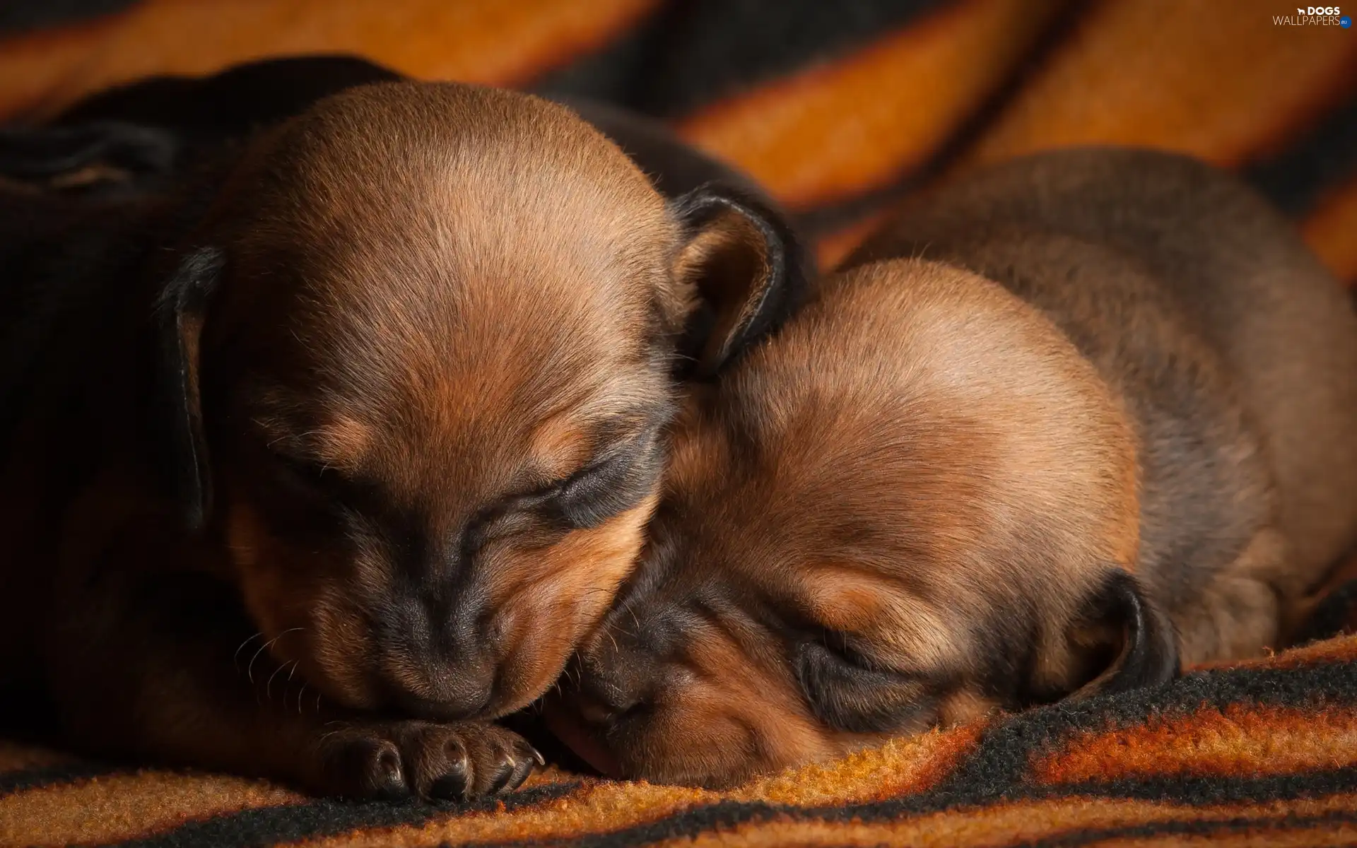 Sleeping, puppies, Two cars