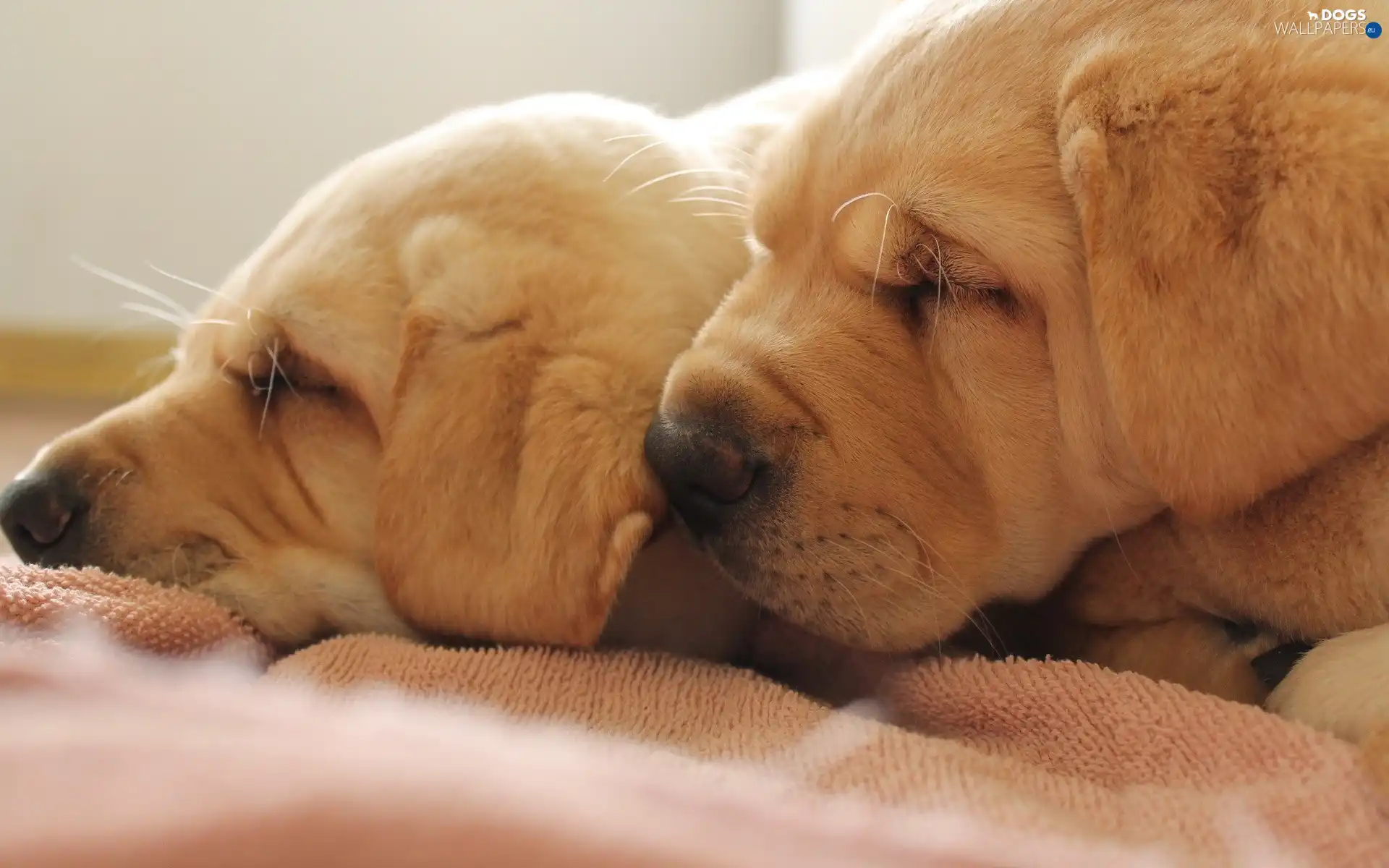 Shar Pei, puppies, Two cars, Sleeping