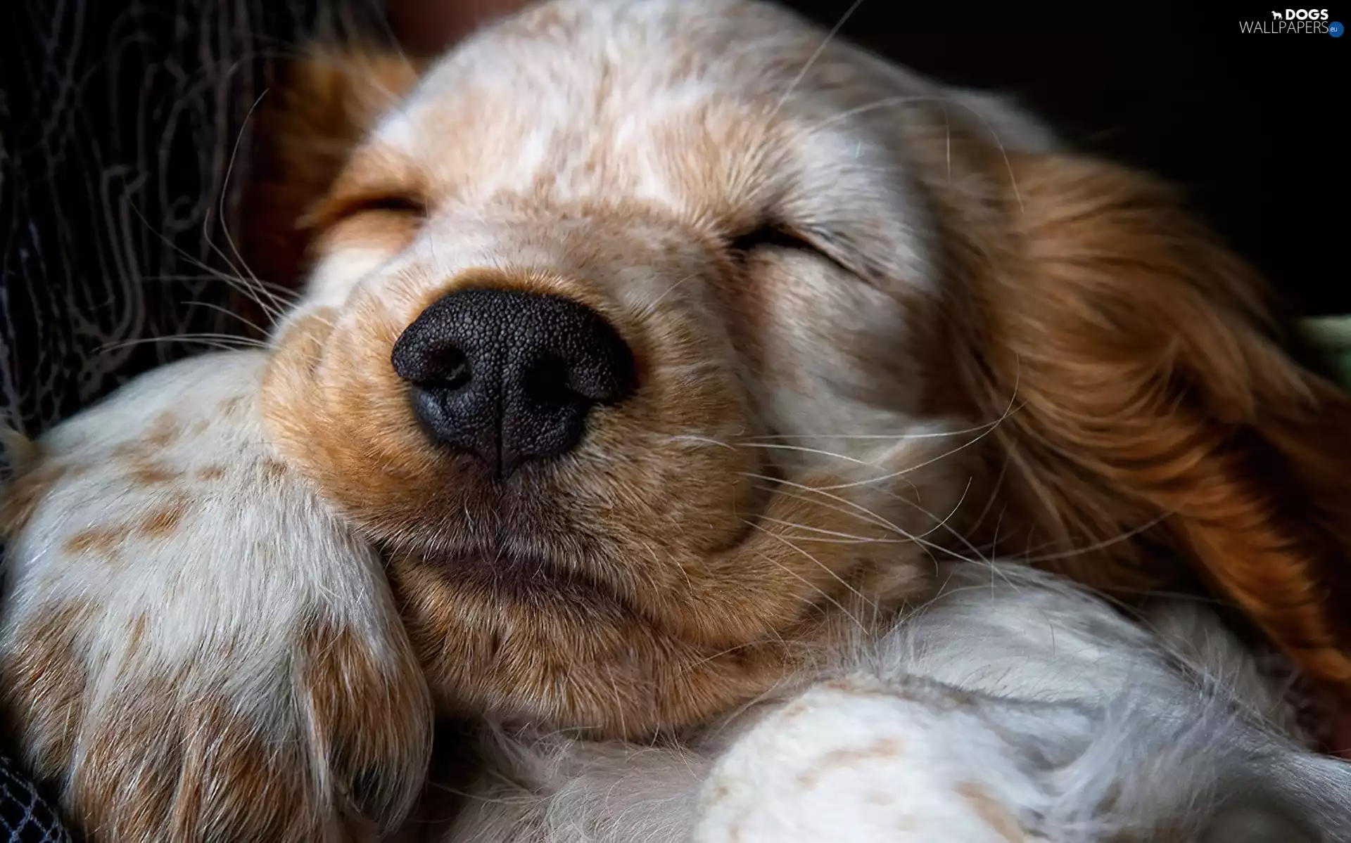 honeyed, dog, mouth, sleepy
