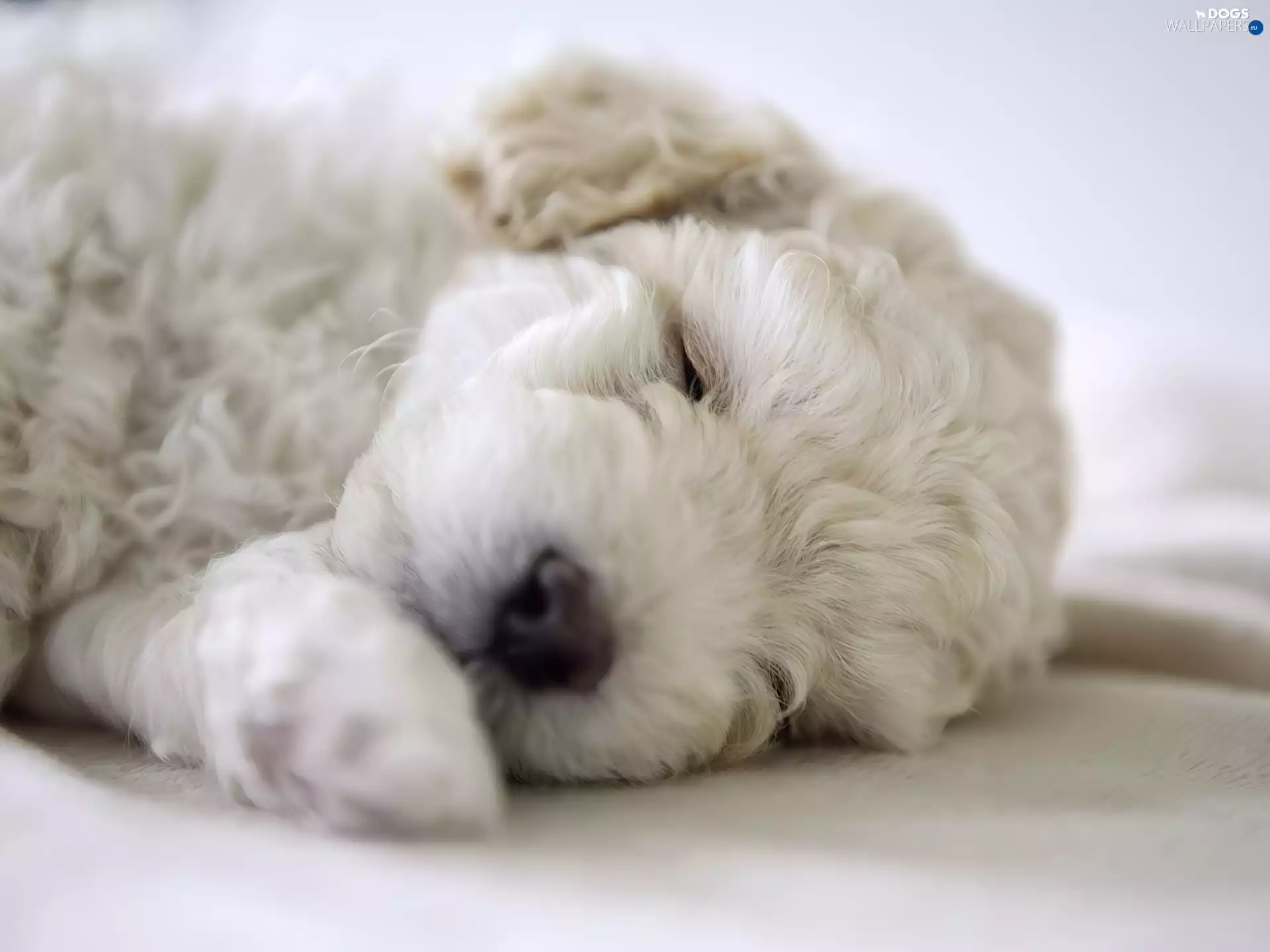 White, Puppy, poodle, sleepy