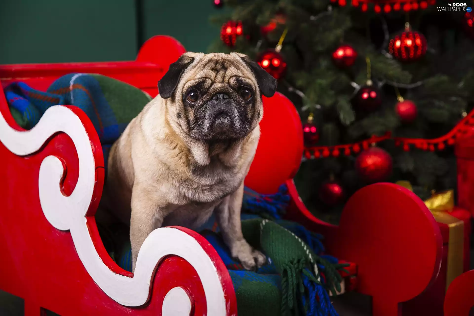 dog, sleigh, christmas tree, pug
