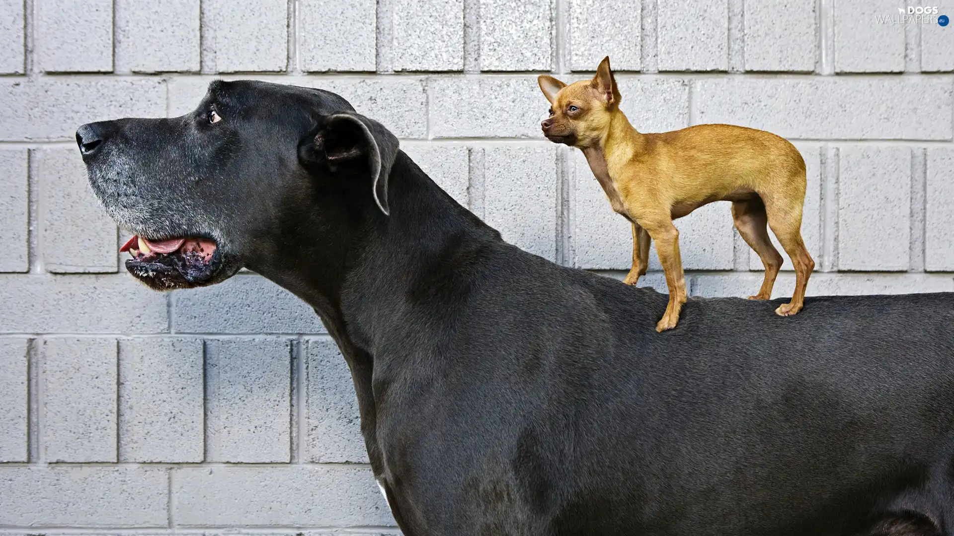 small, Big, Two cars, Dogs