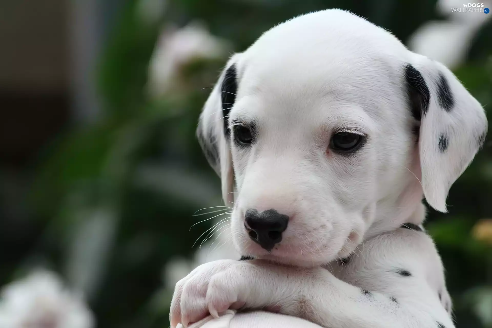small, Dalmatian