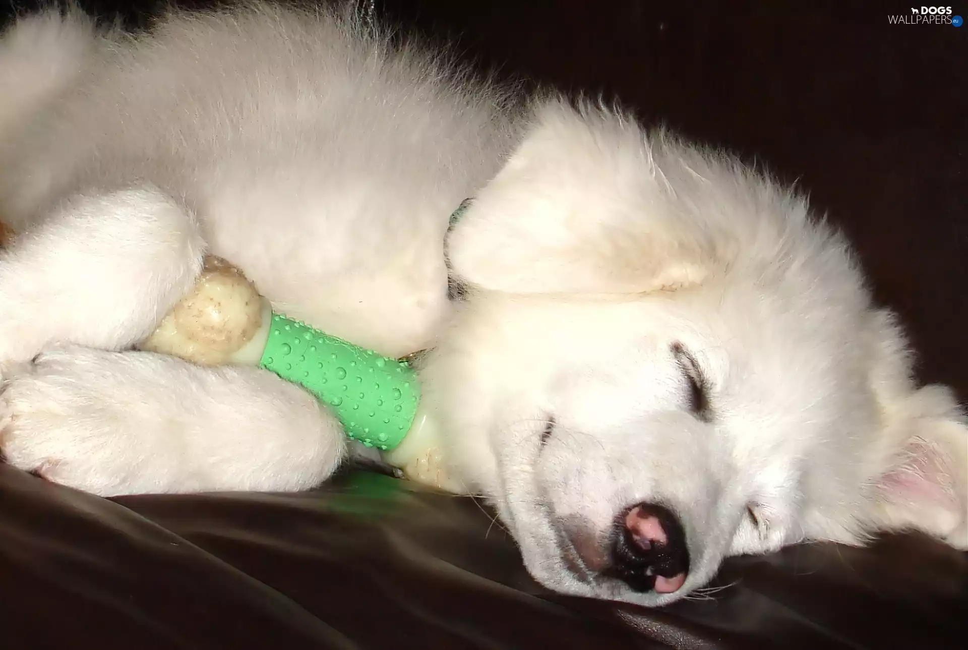 sleepy, Kuvasz, toy, small