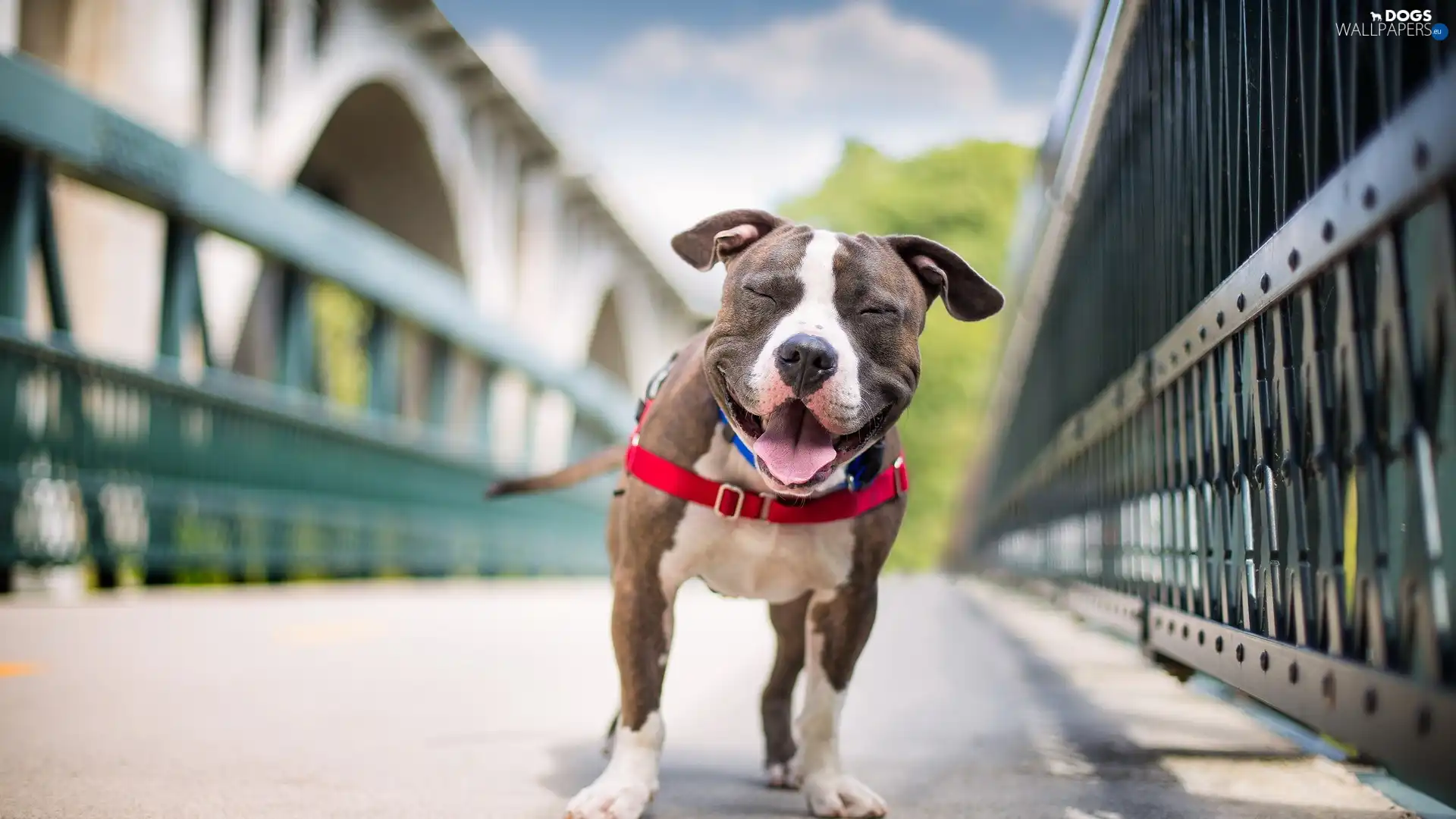 Smile, dog