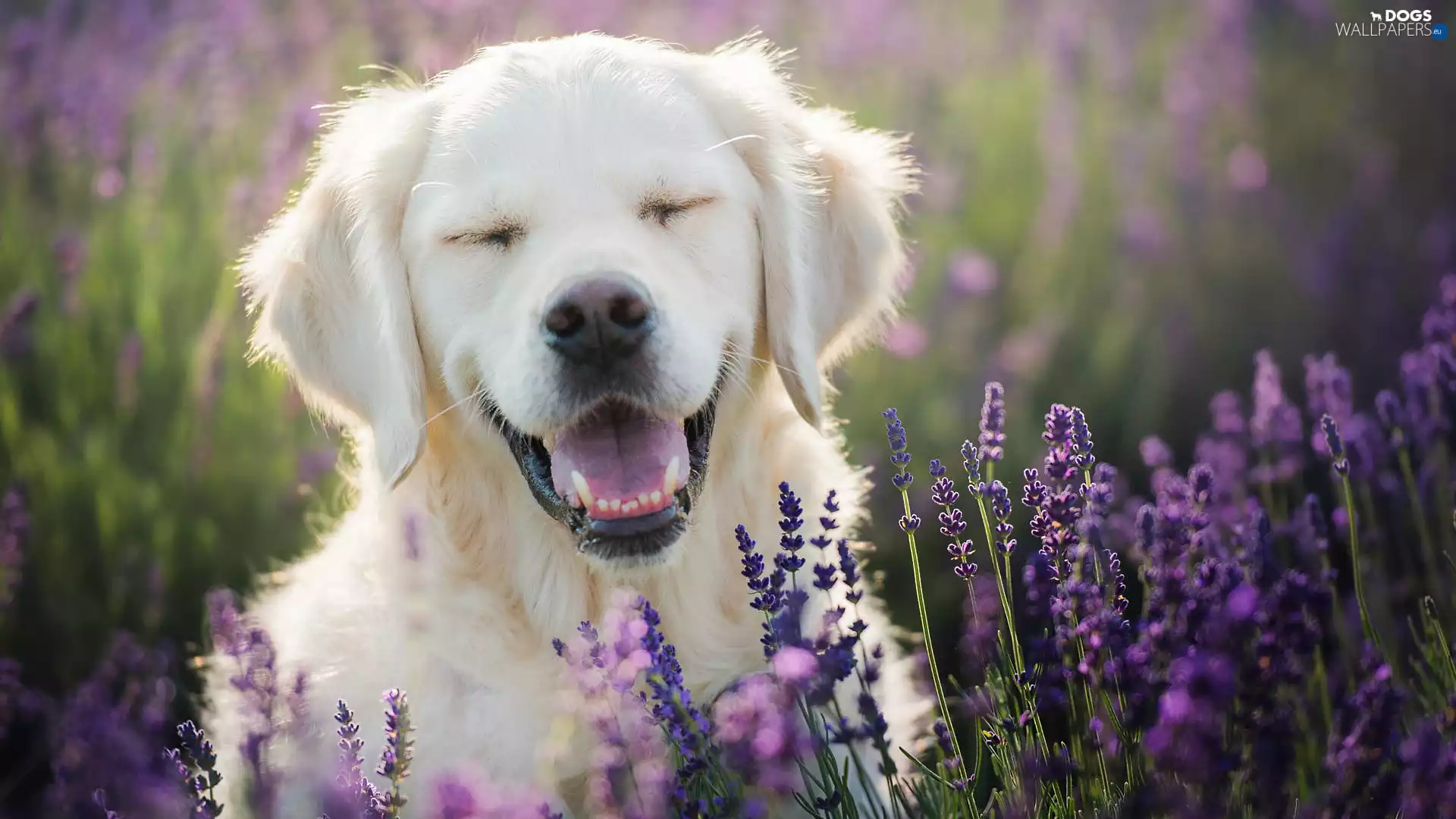 dog, Smile, lavender, Golden Retriever
