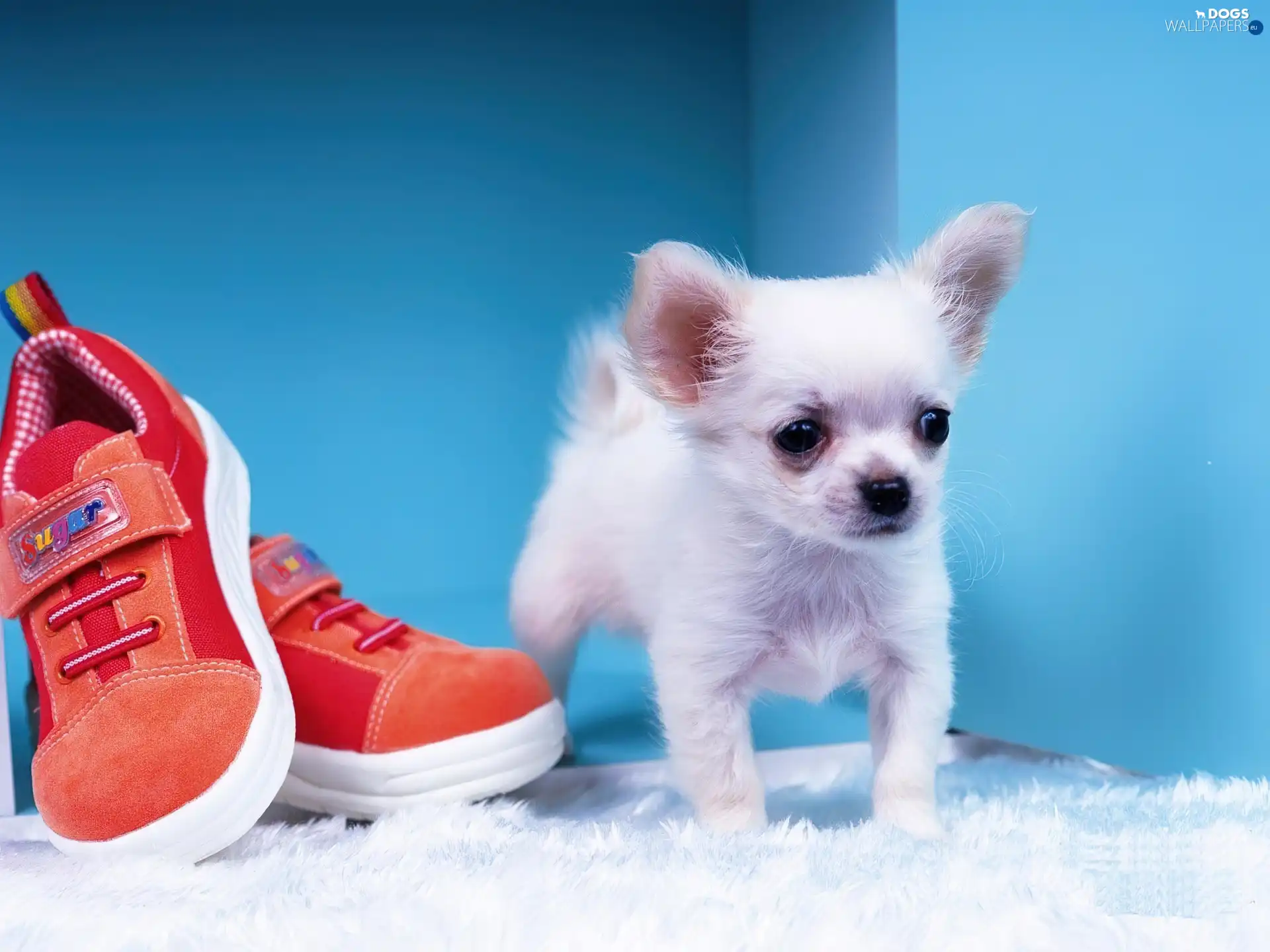 doggy, sneakers, White