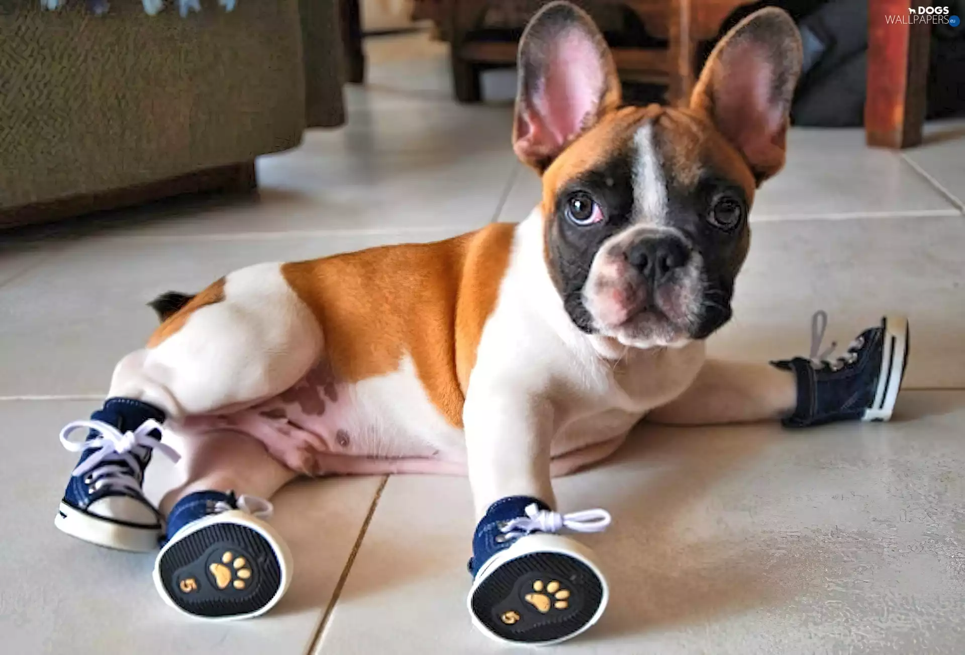 French Bulldog, dog, sneakers