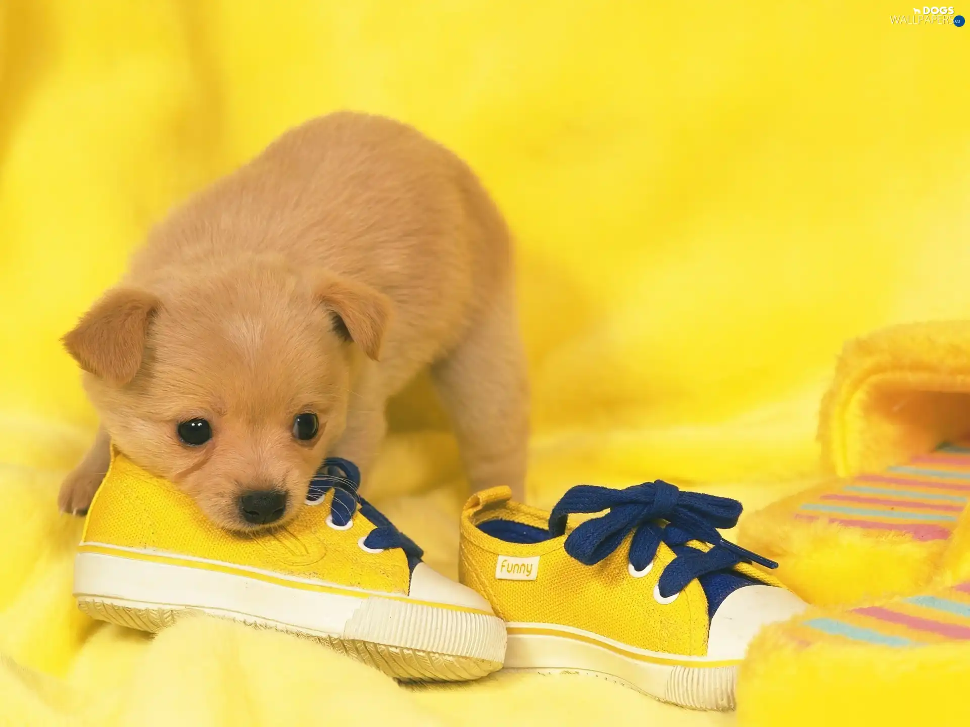sneakers, Yellow, small, slippers, doggie