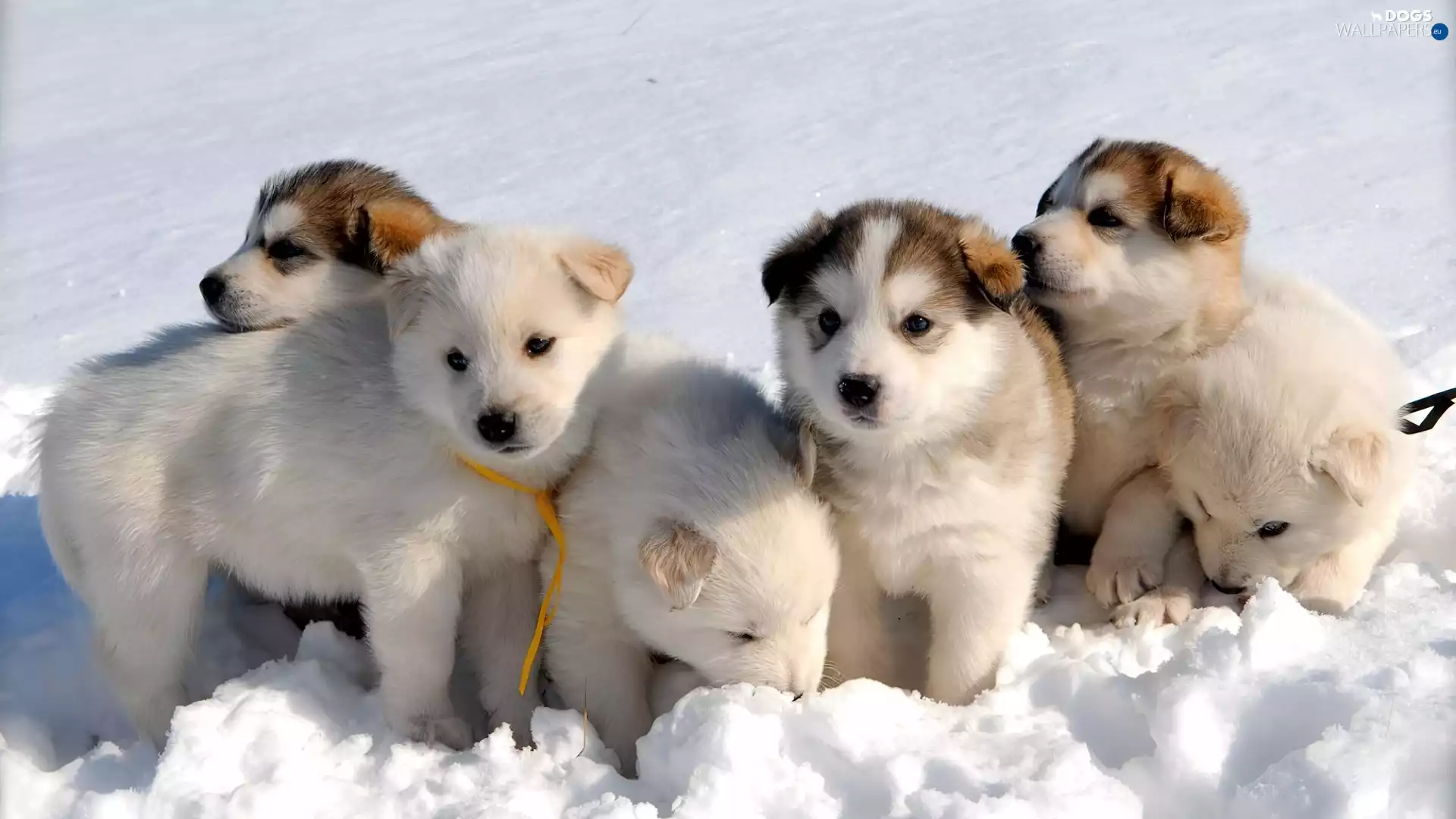 snow, puppies, an
