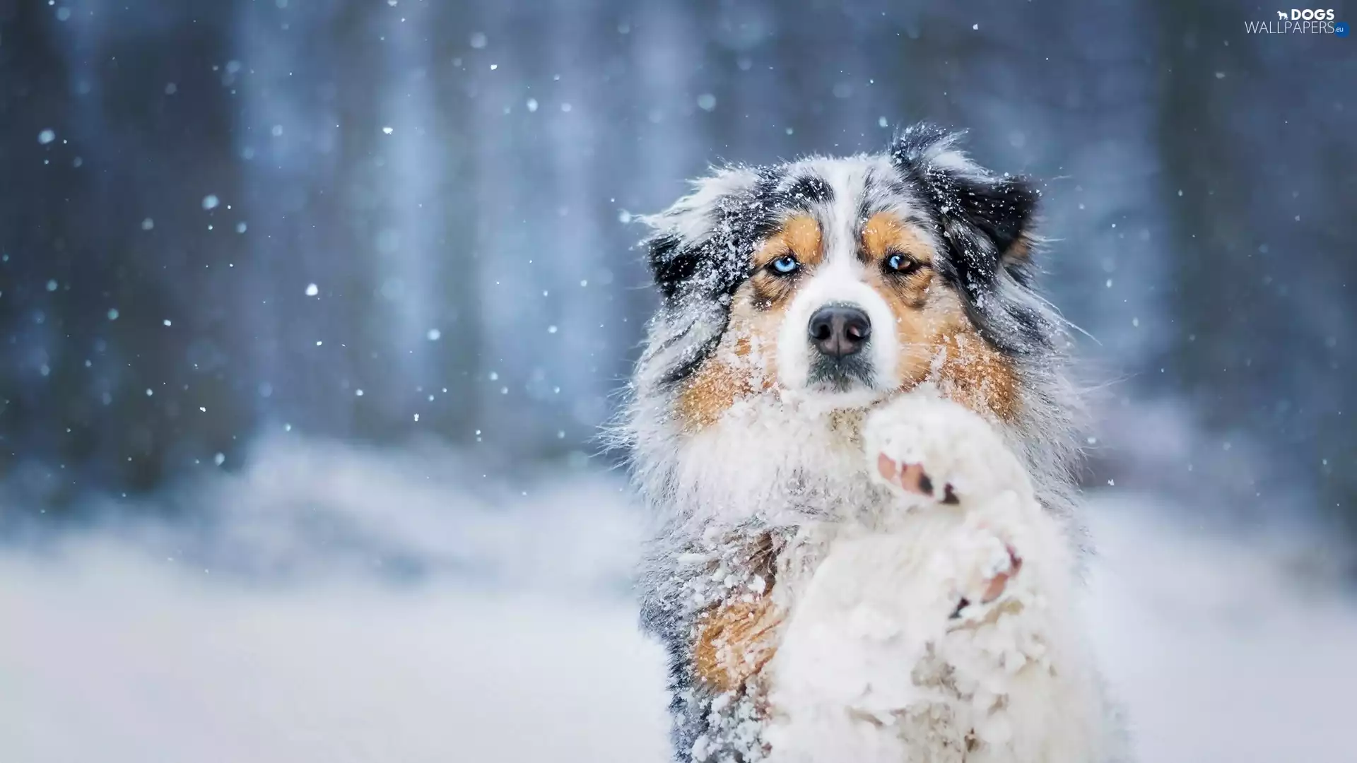 dog, snow, Australian Shepherd, winter