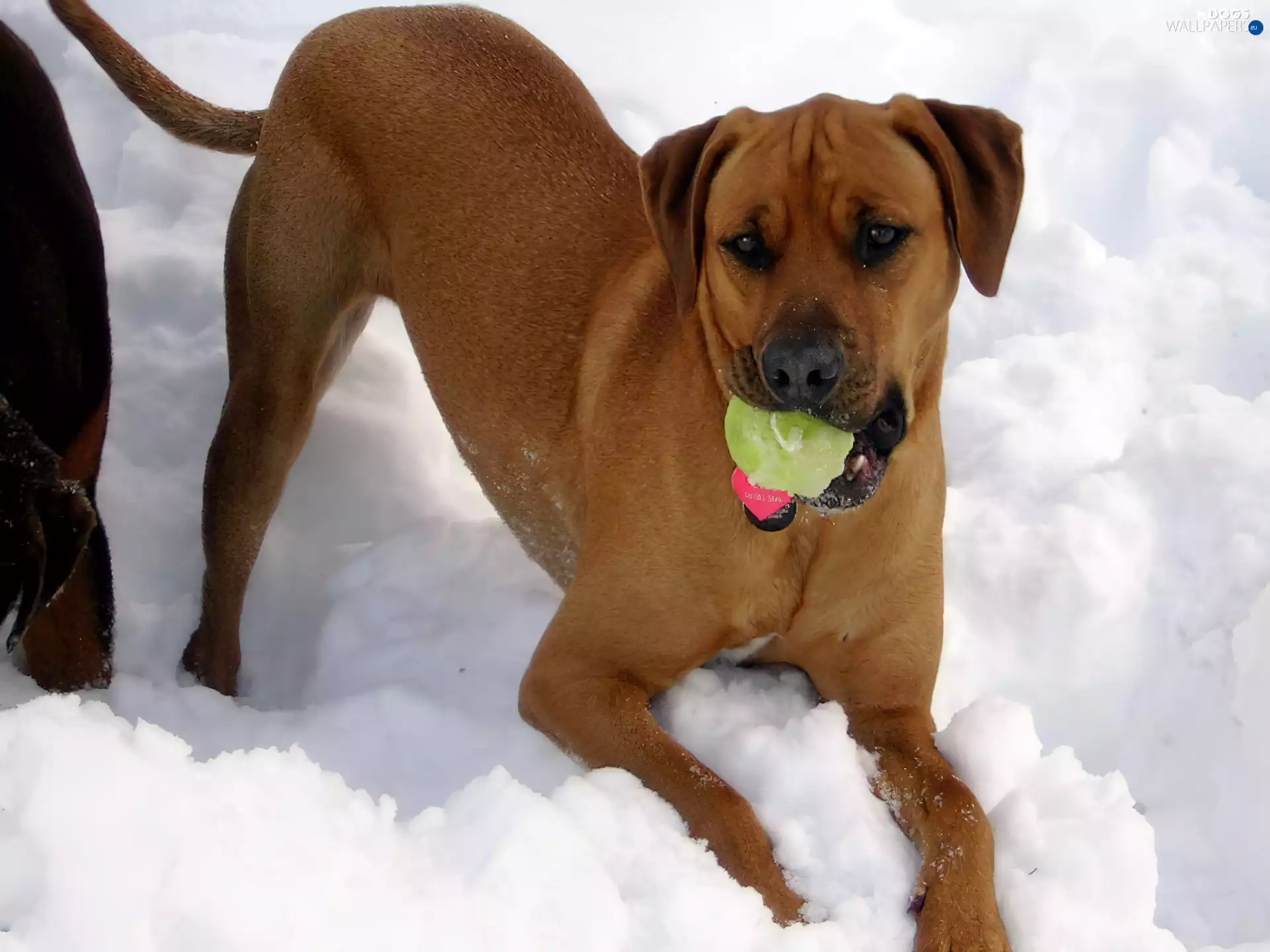 Ball, Rhodesian ridgeback, snow
