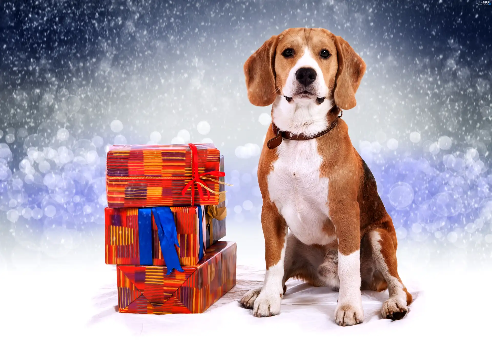 snow, incident, Beagle, gifts
